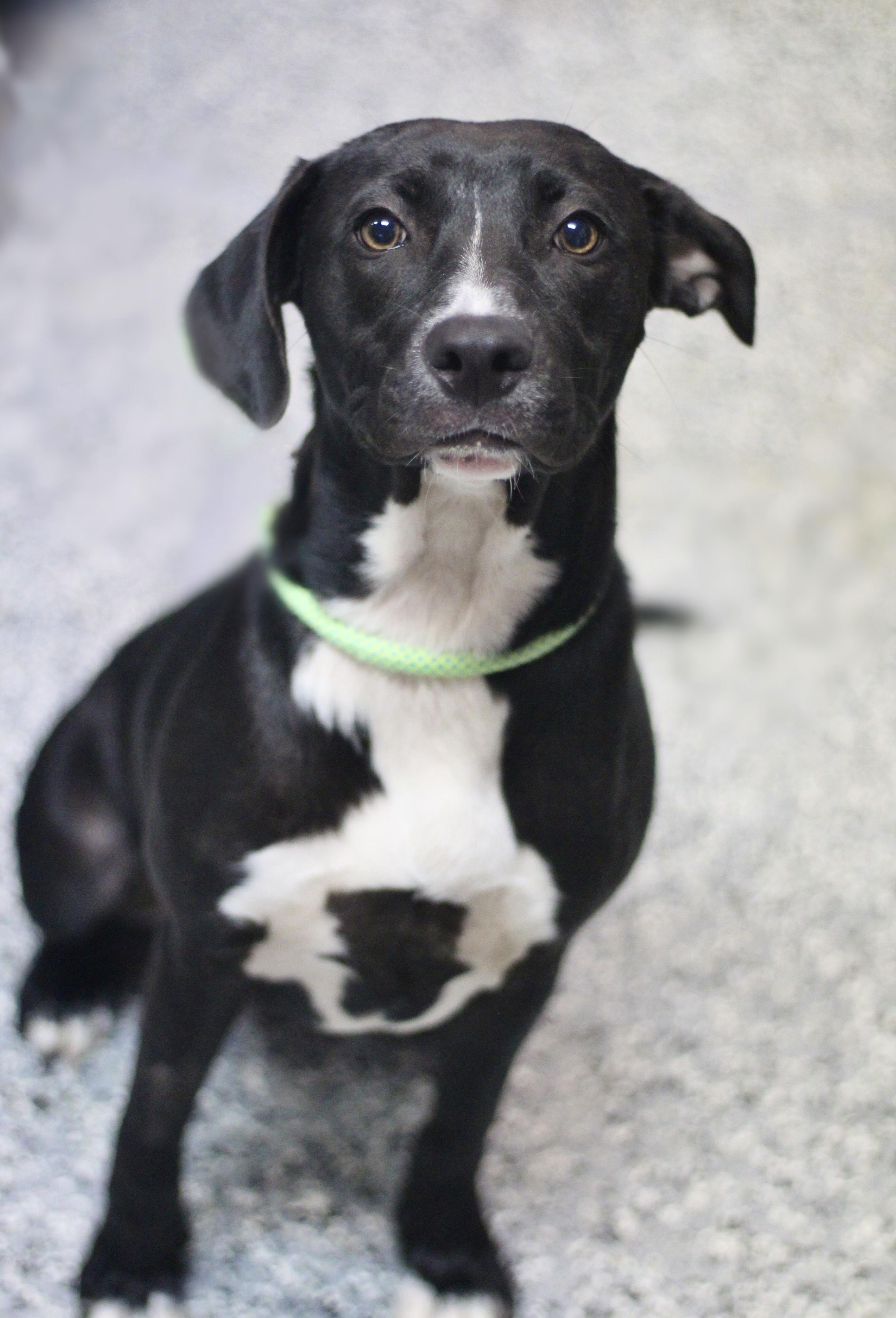 Enlarge Chessie in NH. Come Meet our Adoptable Dogs Wednesday-Saturday. More info in Bio, a ADOPTABLE mixed breed in Manchester, NH image 3/4