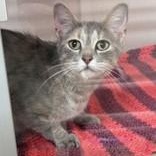 Enlarge Narnia, a ADOPTABLE American Shorthair in Hackensack, MN image 1/1