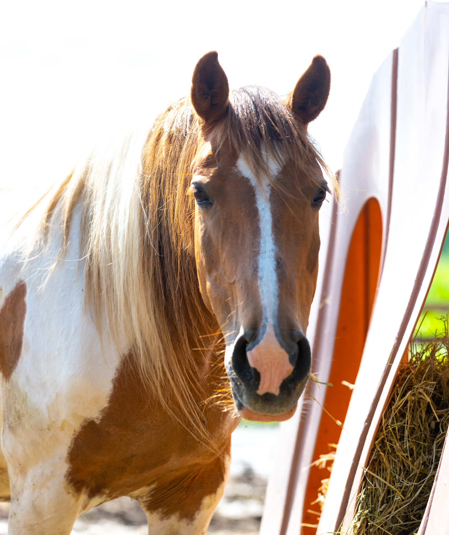 Autumn - Sponsorship Only, a Adoptable Paint / Pinto in Elkhart Lake, WI image 2/5