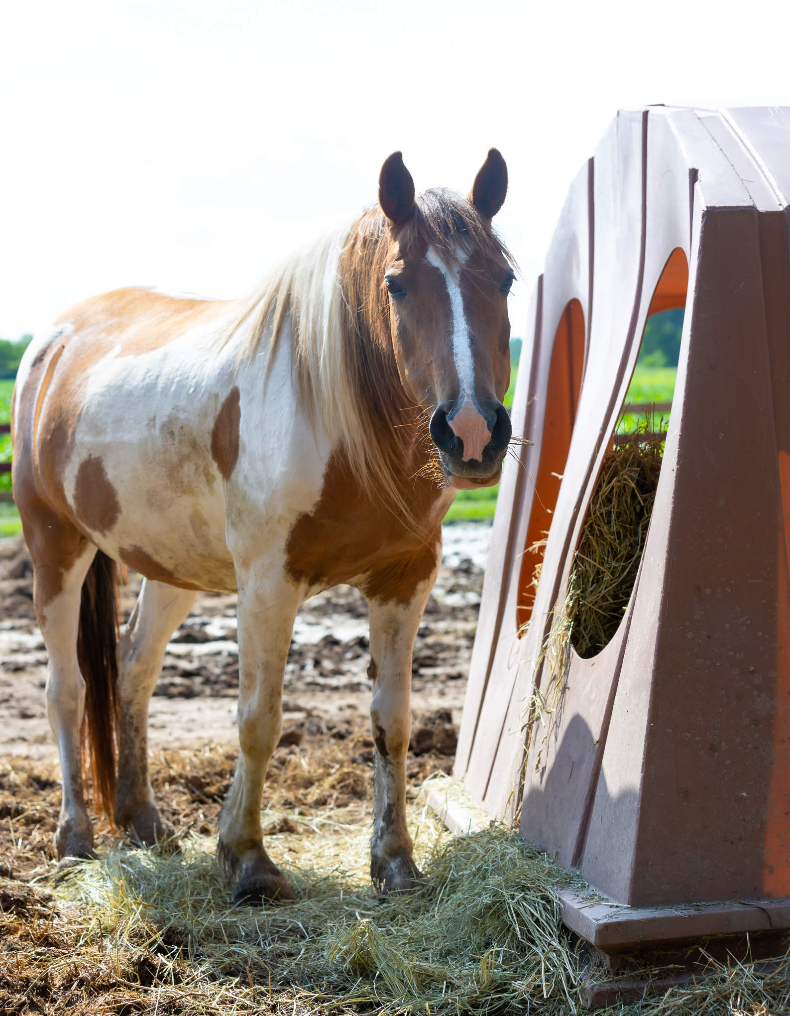 Autumn - Sponsorship Only, a Adoptable Paint / Pinto in Elkhart Lake, WI image 3/5