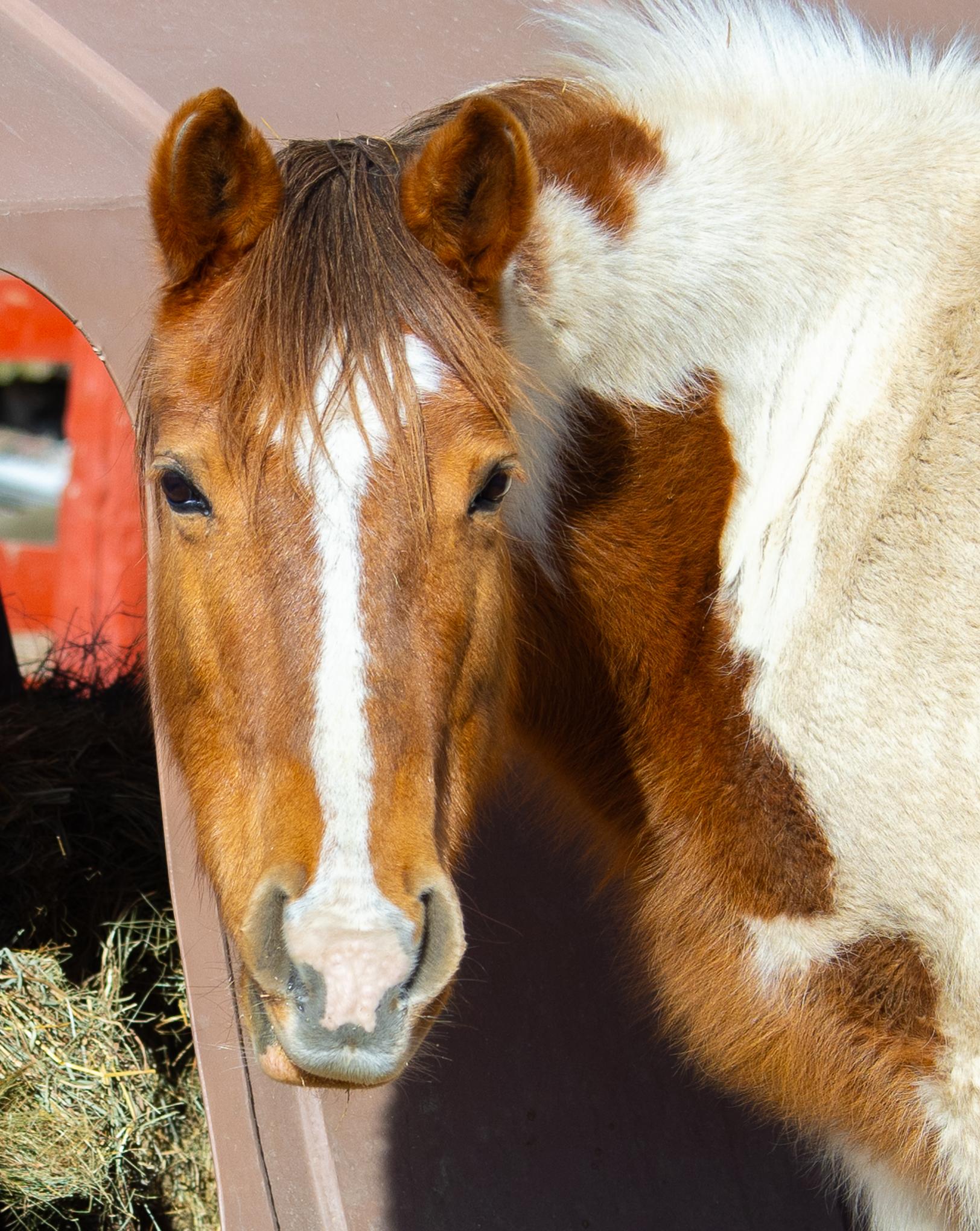 Autumn - Sponsorship Only, a Adoptable Paint / Pinto in Elkhart Lake, WI image 1/5