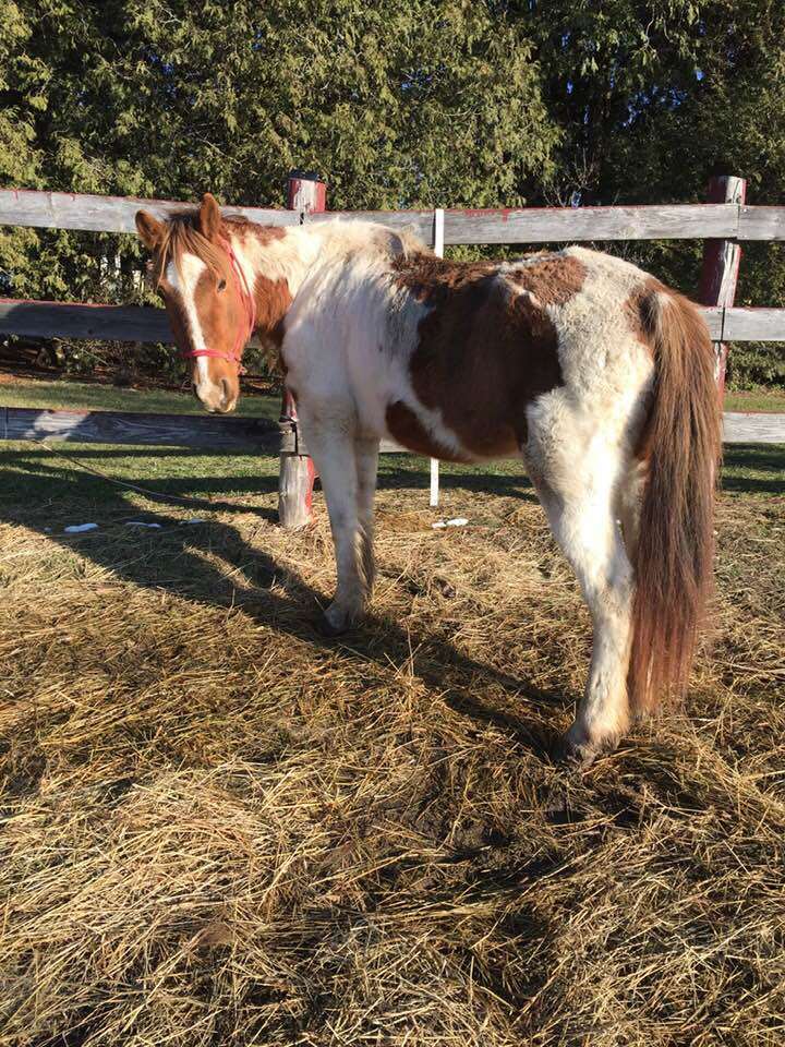 Autumn - Sponsorship Only, a Adoptable Paint / Pinto in Elkhart Lake, WI image 4/5