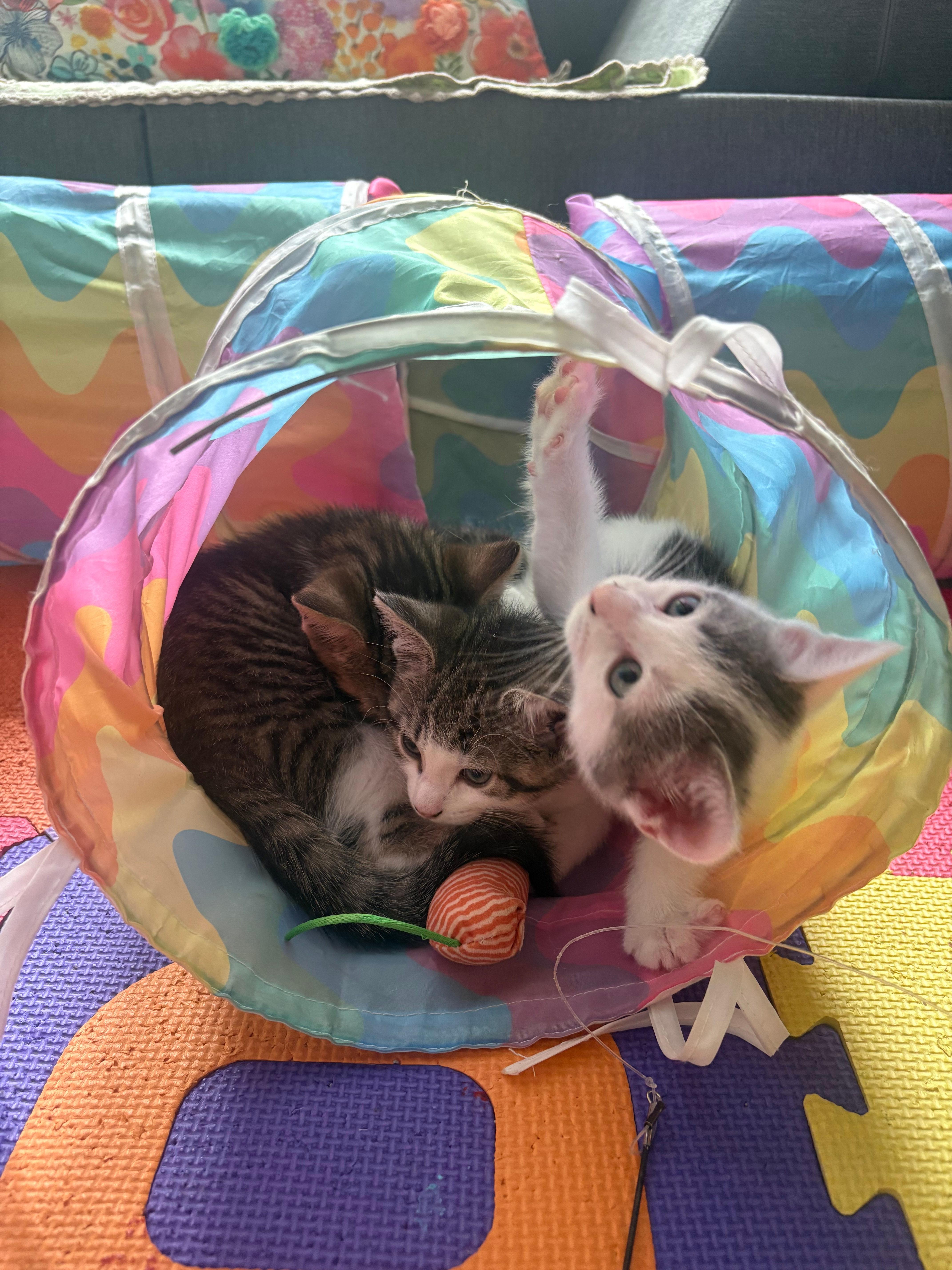 Enlarge London, an adopted Domestic Short Hair in Melrose, MA image 3/6