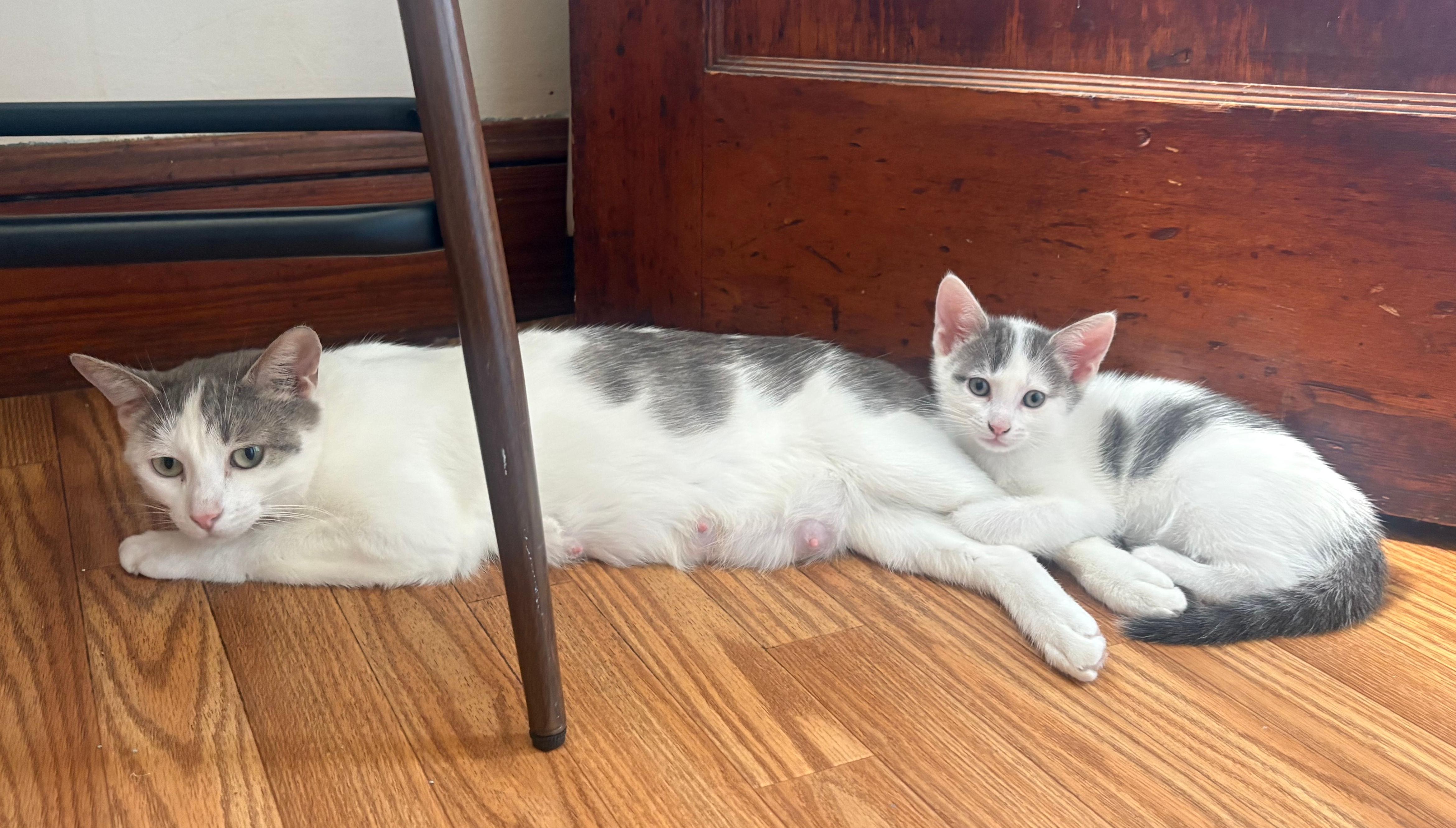 Enlarge London, an adopted Domestic Short Hair in Melrose, MA image 4/6