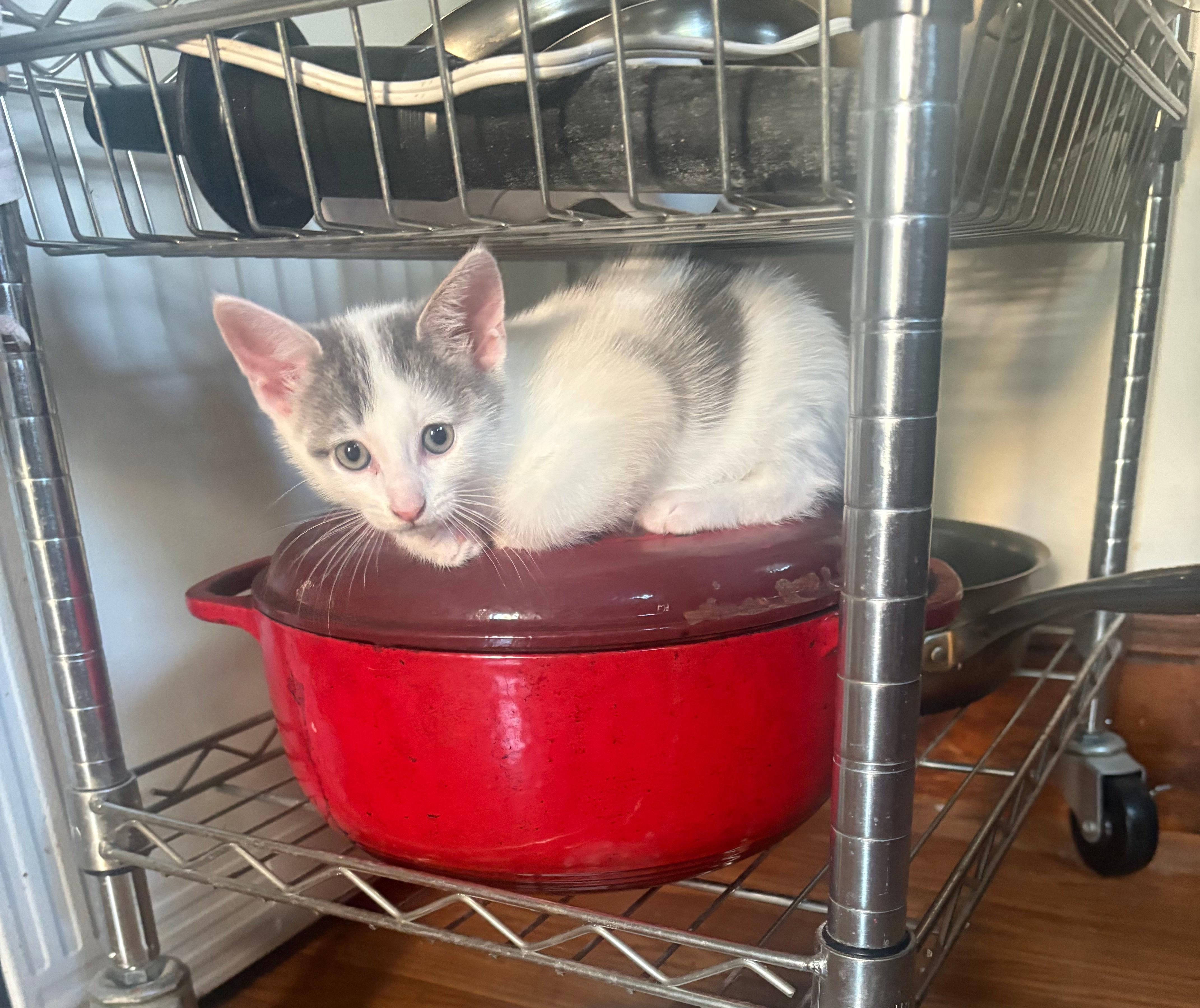 Enlarge London, an adopted Domestic Short Hair in Melrose, MA image 2/6