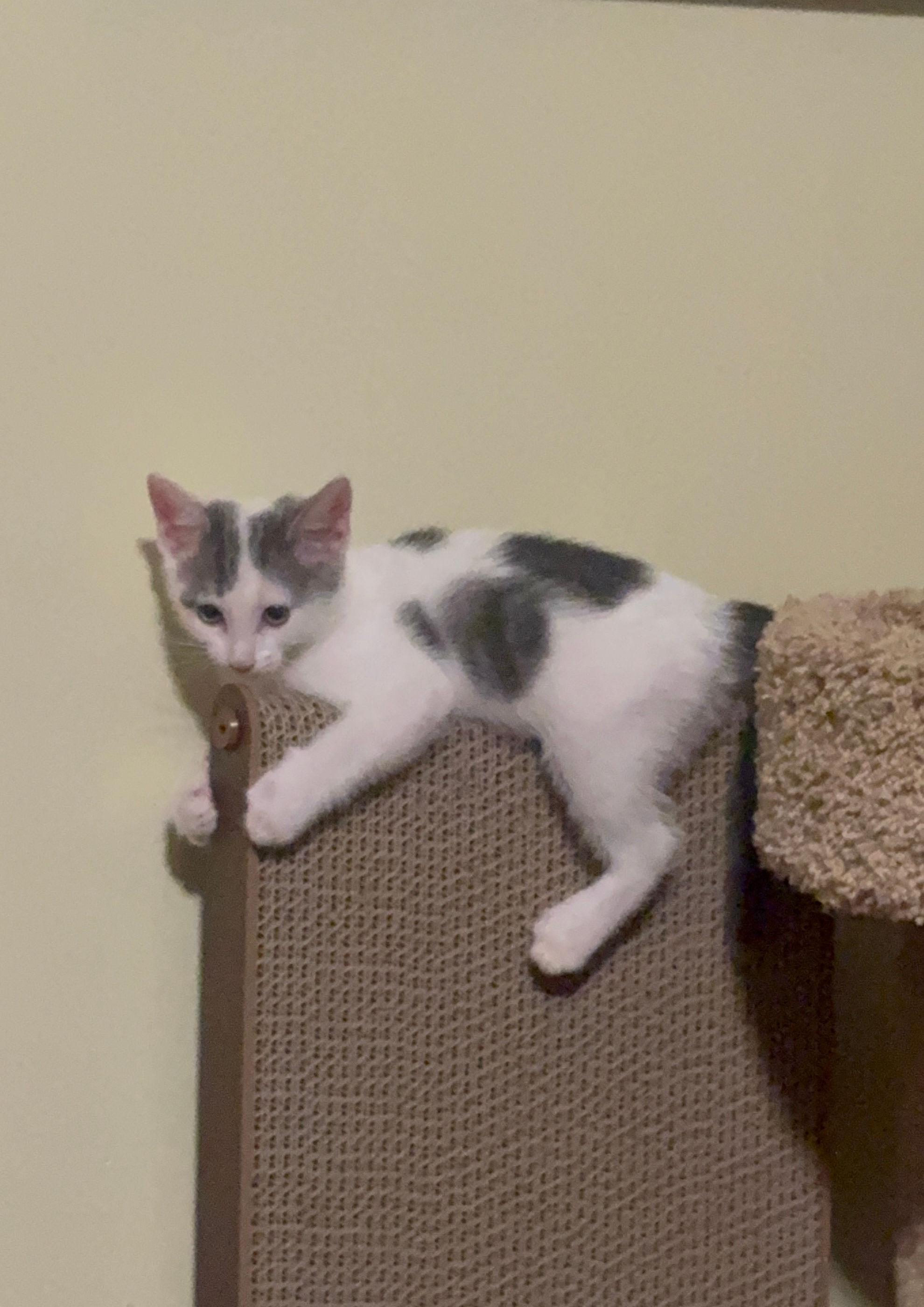 Enlarge London, an adopted Domestic Short Hair in Melrose, MA image 6/6