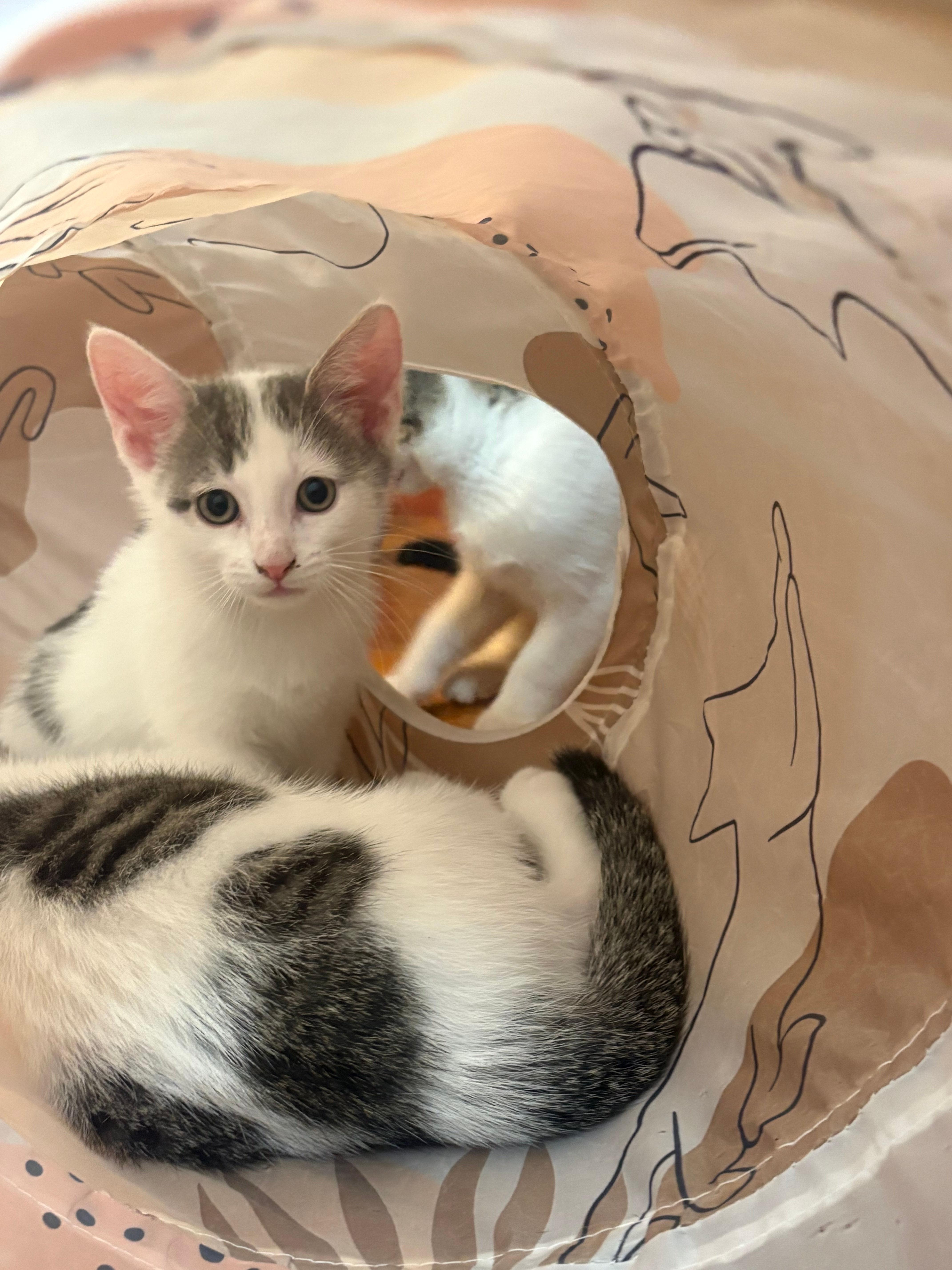 Enlarge London, an adopted Domestic Short Hair in Melrose, MA image 1/6
