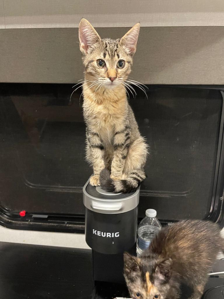 Enlarge Zeus, a Adoptable mixed breed in Dalton, GA image 2/2