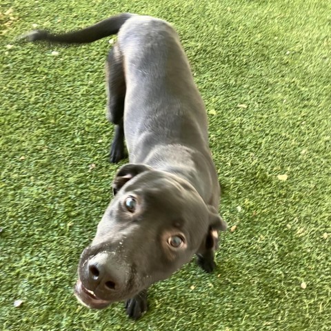 Austin, Adult Male Labrador Retriever