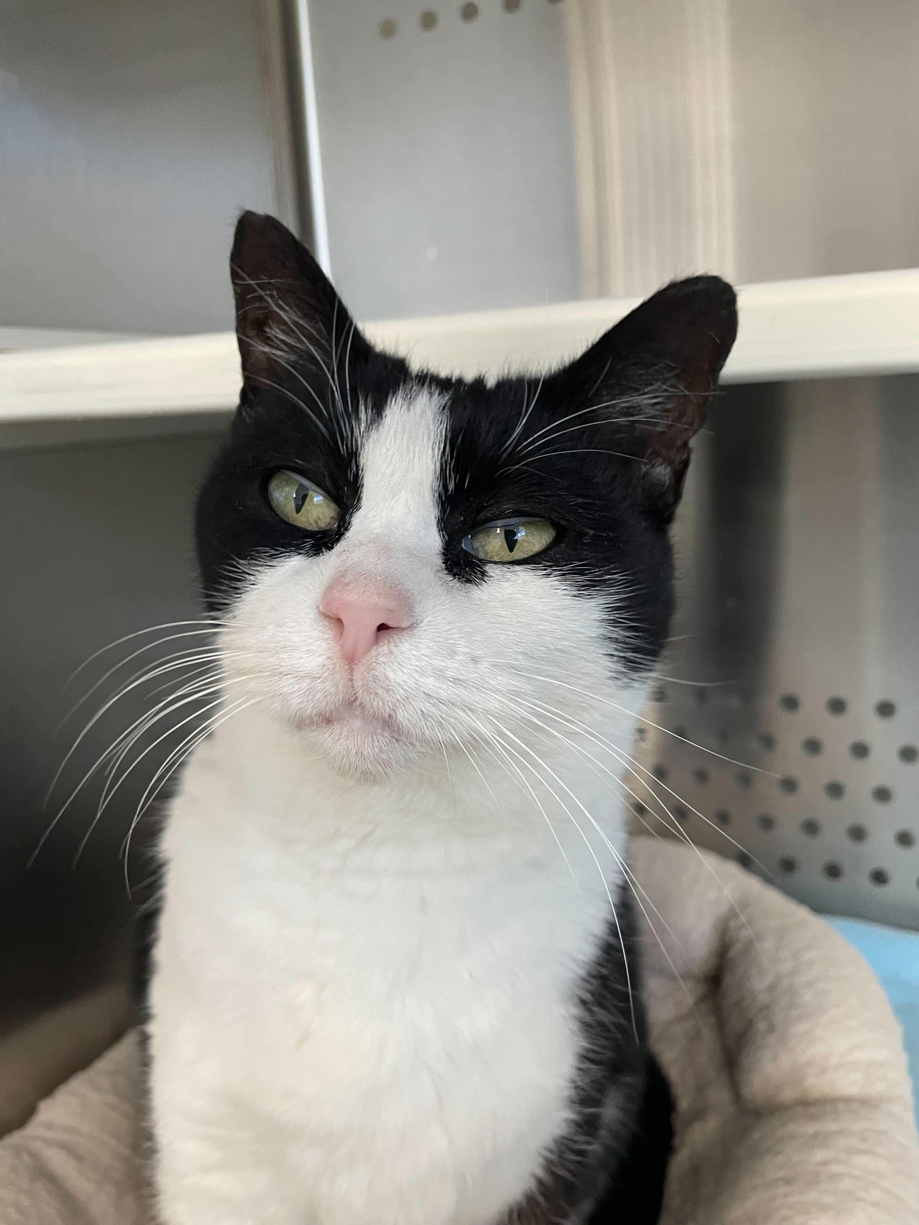 Enlarge Tux, a ADOPTABLE Domestic Short Hair in Jackson, MI image 1/6