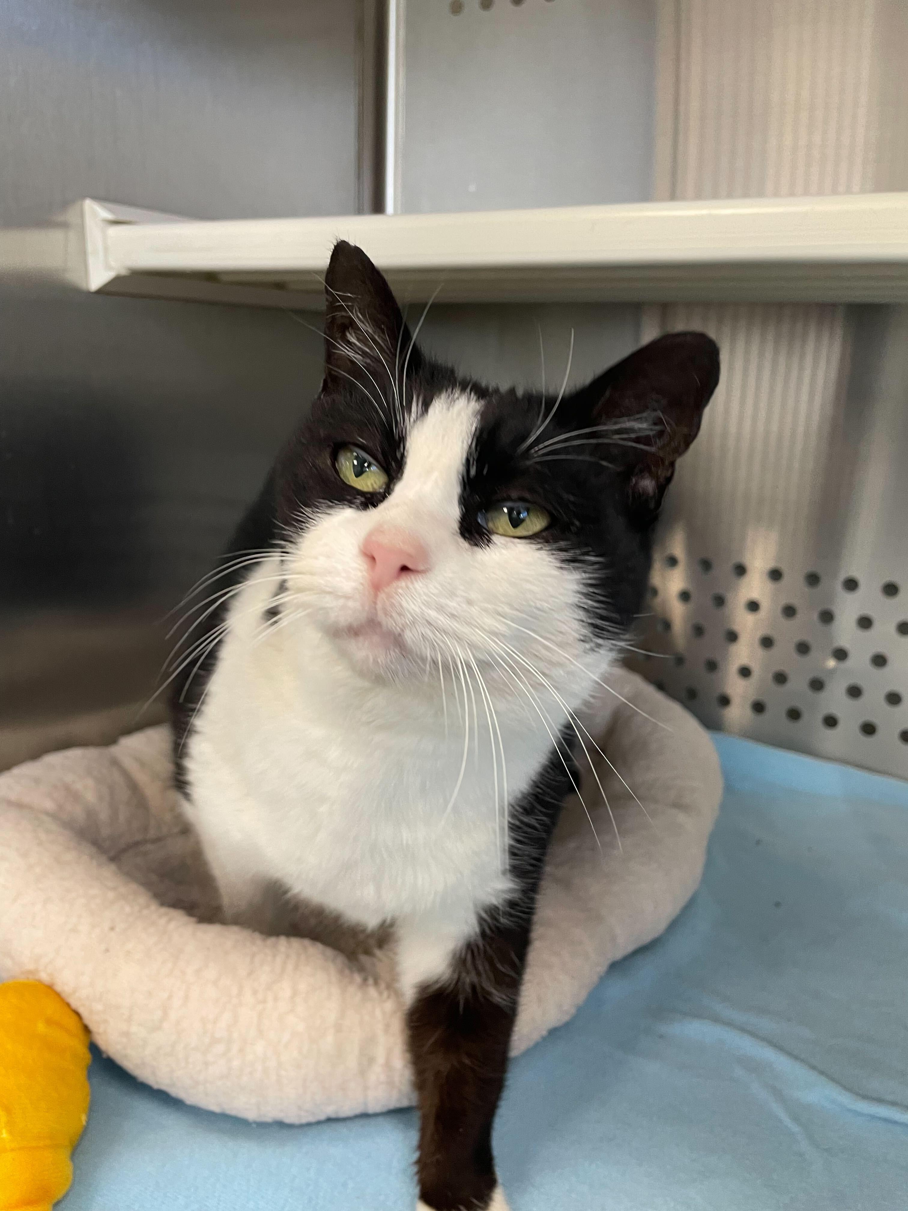 Enlarge Tux, a ADOPTABLE Domestic Short Hair in Jackson, MI image 2/6