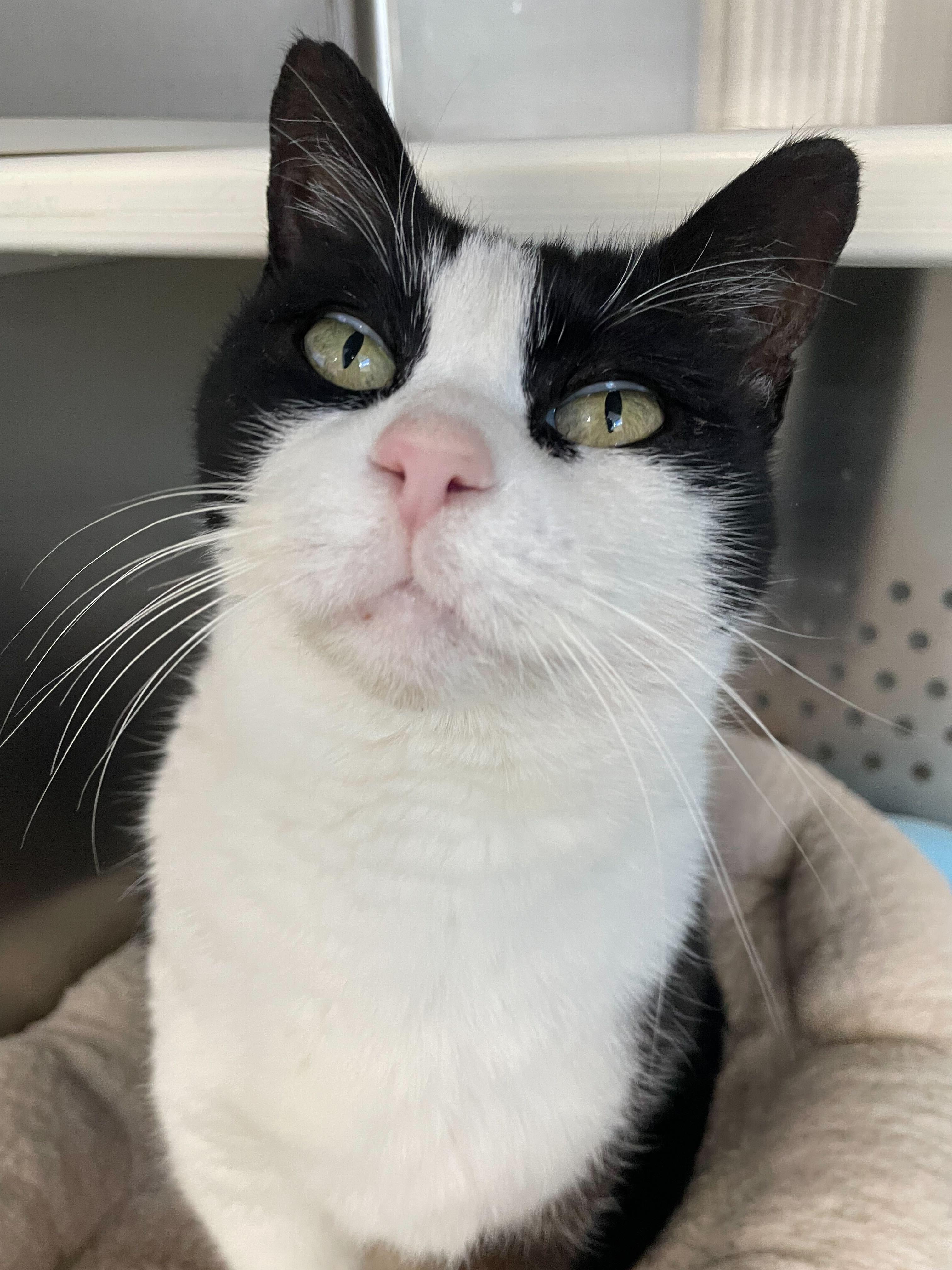 Enlarge Tux, a ADOPTABLE Domestic Short Hair in Jackson, MI image 3/6