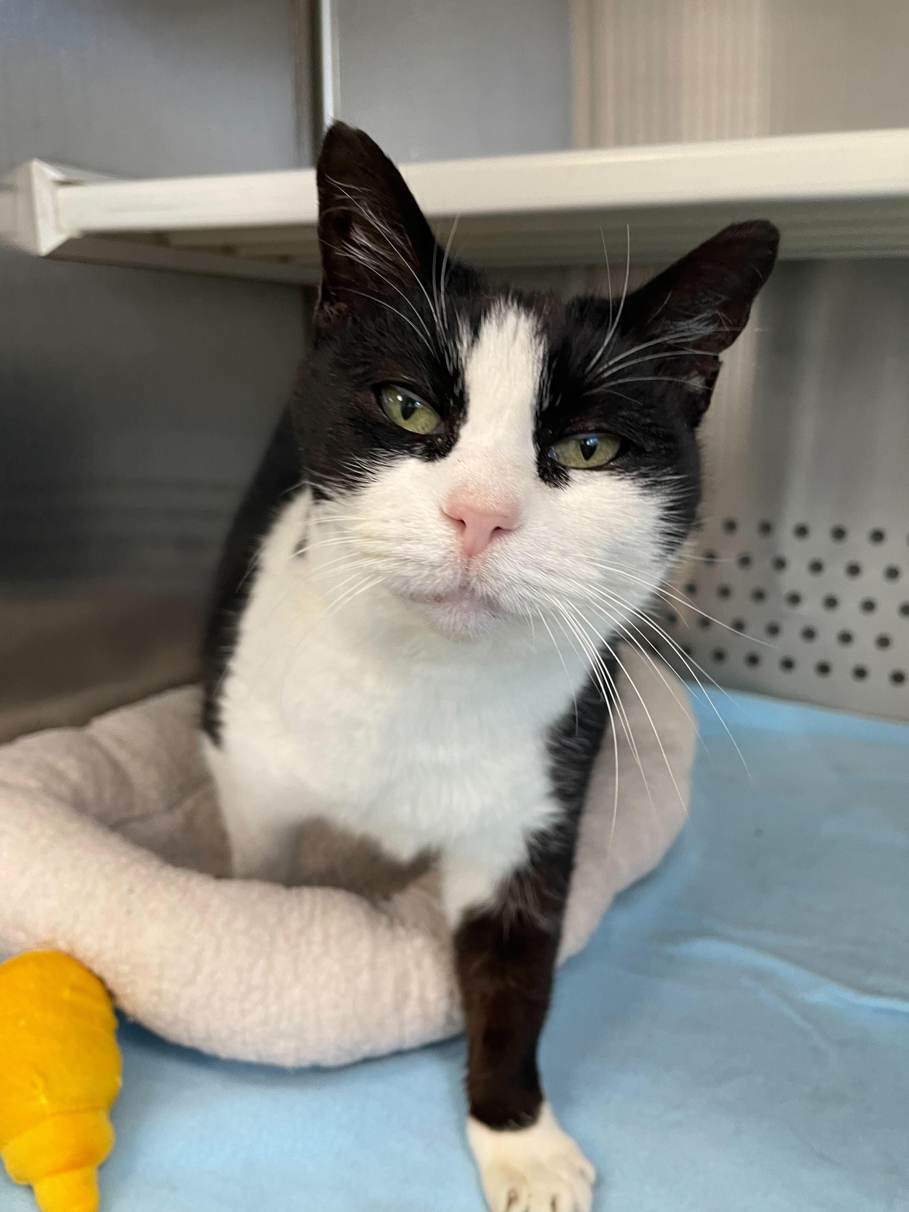 Enlarge Tux, a ADOPTABLE Domestic Short Hair in Jackson, MI image 4/6