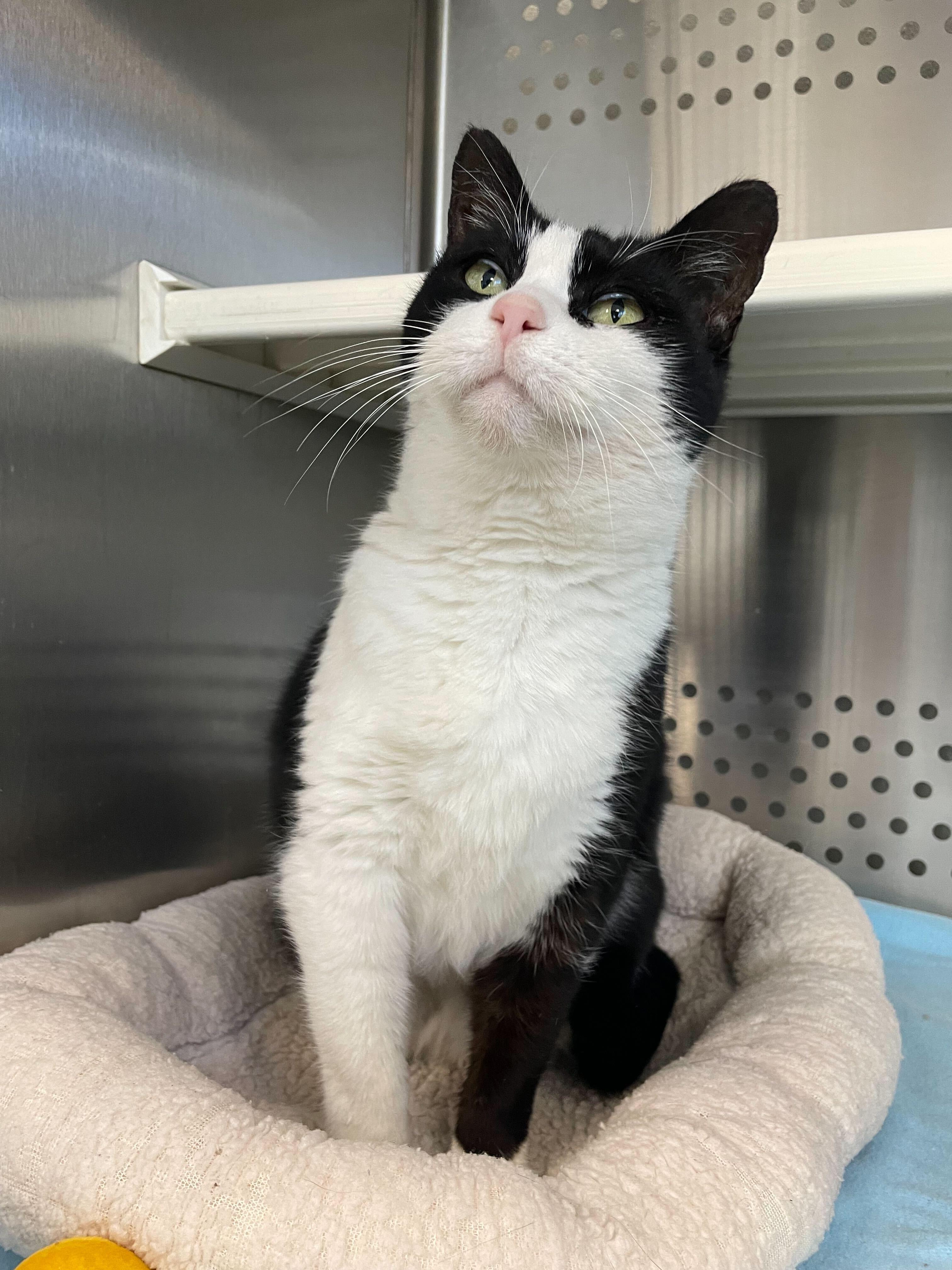 Enlarge Tux, a ADOPTABLE Domestic Short Hair in Jackson, MI image 5/6