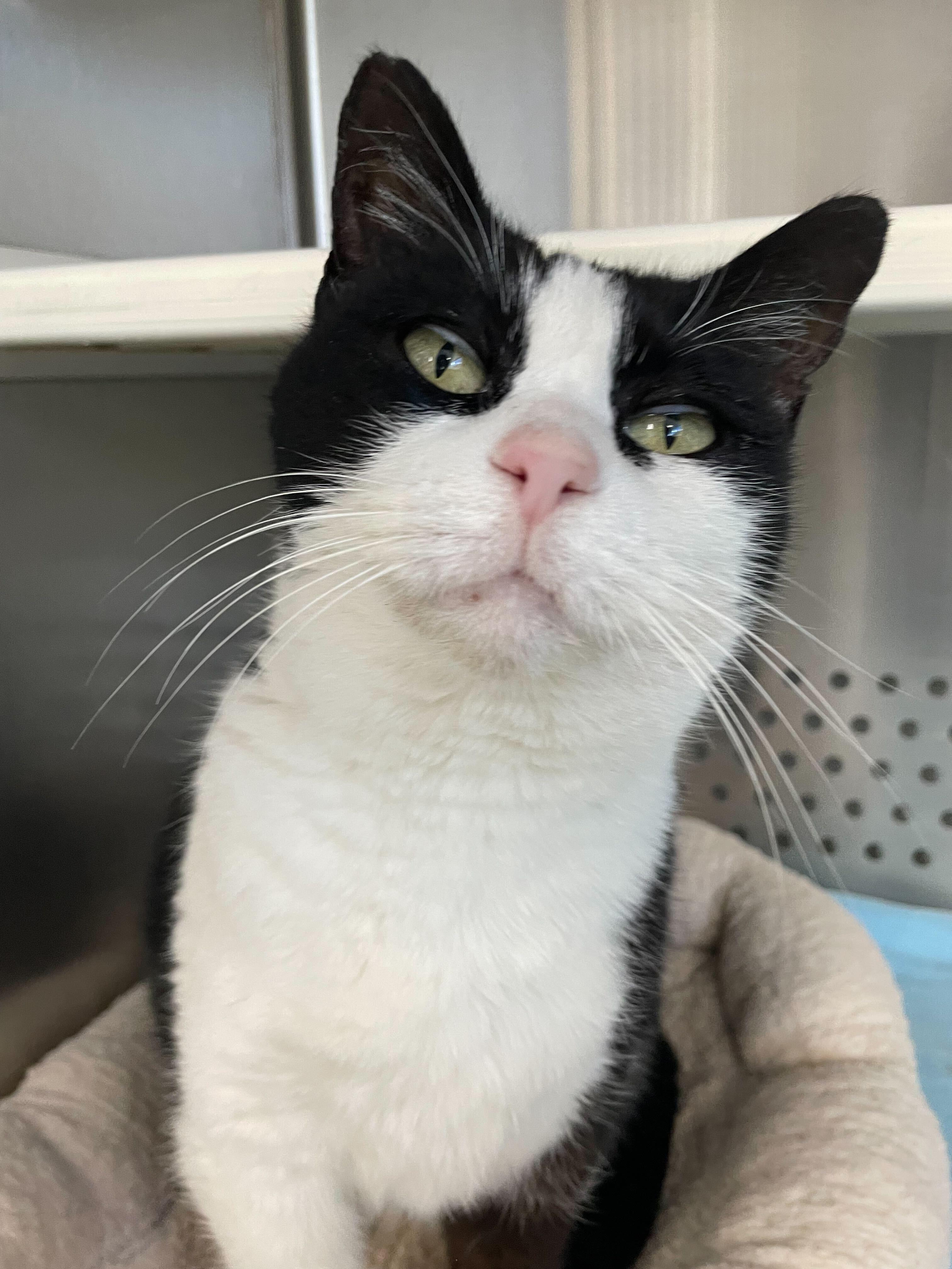 Enlarge Tux, a ADOPTABLE Domestic Short Hair in Jackson, MI image 6/6