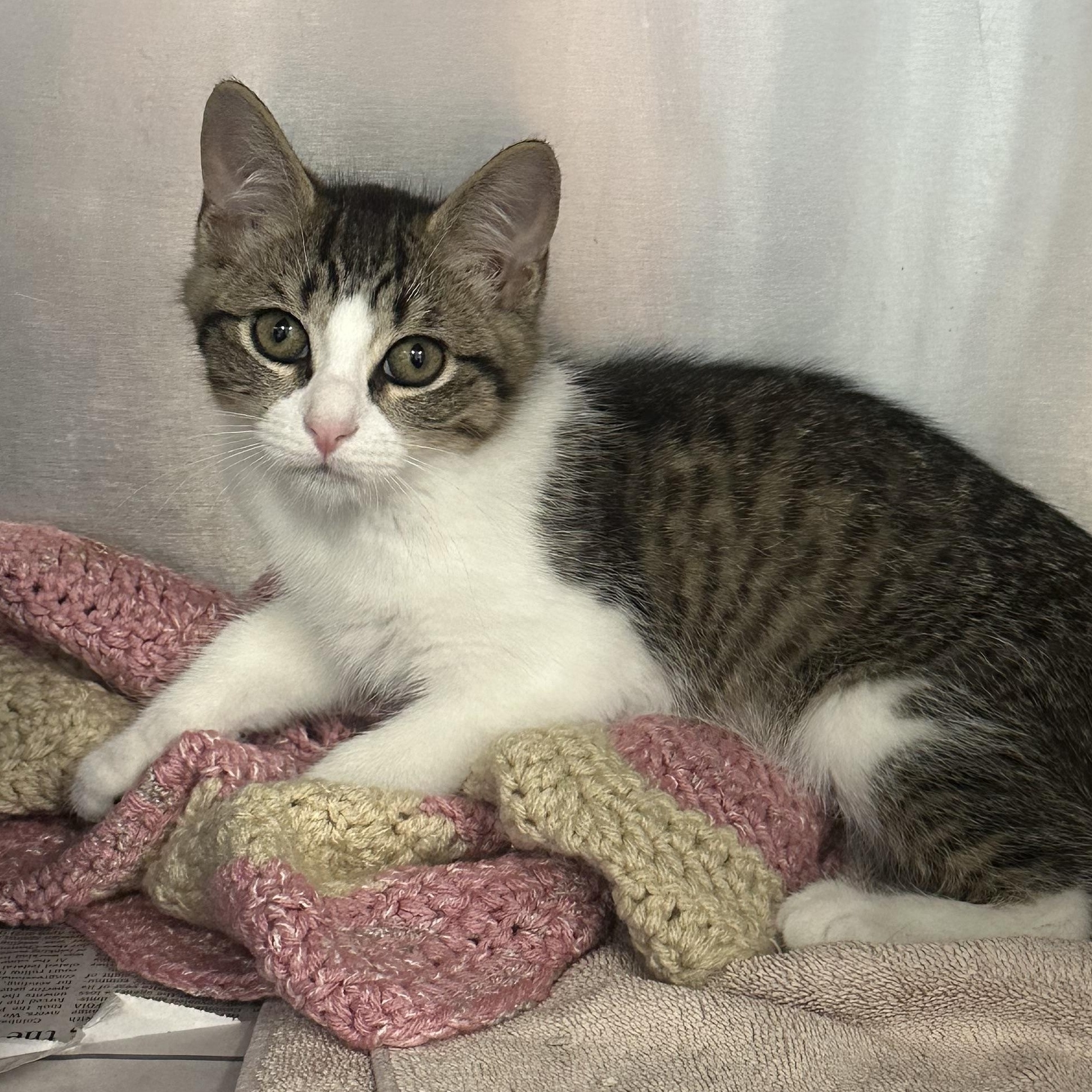 Enlarge Modelo & Coquito, a ADOPTABLE Domestic Short Hair in Clifton, NJ image 3/6