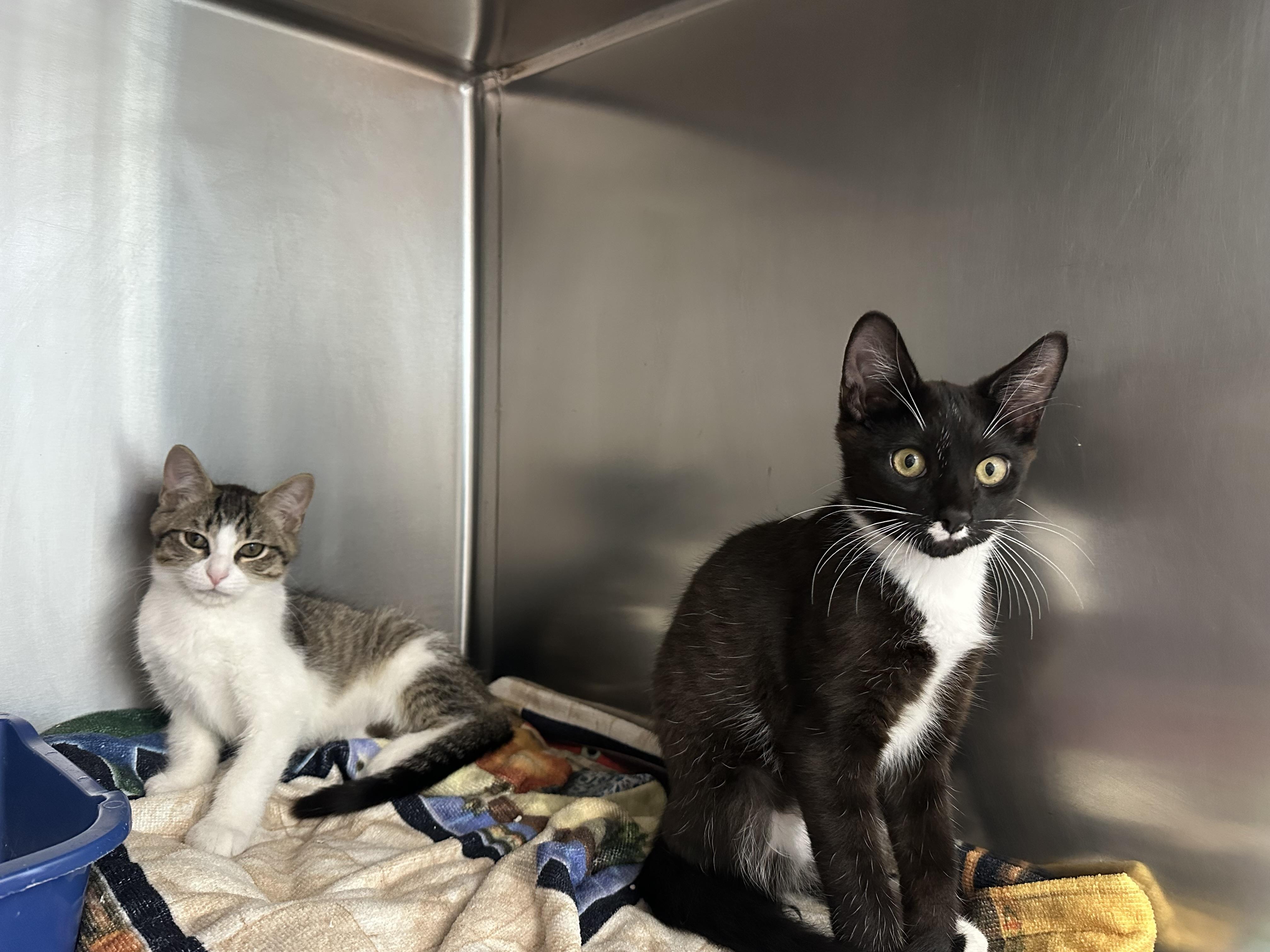 Enlarge Modelo & Coquito, a ADOPTABLE Domestic Short Hair in Clifton, NJ image 5/6