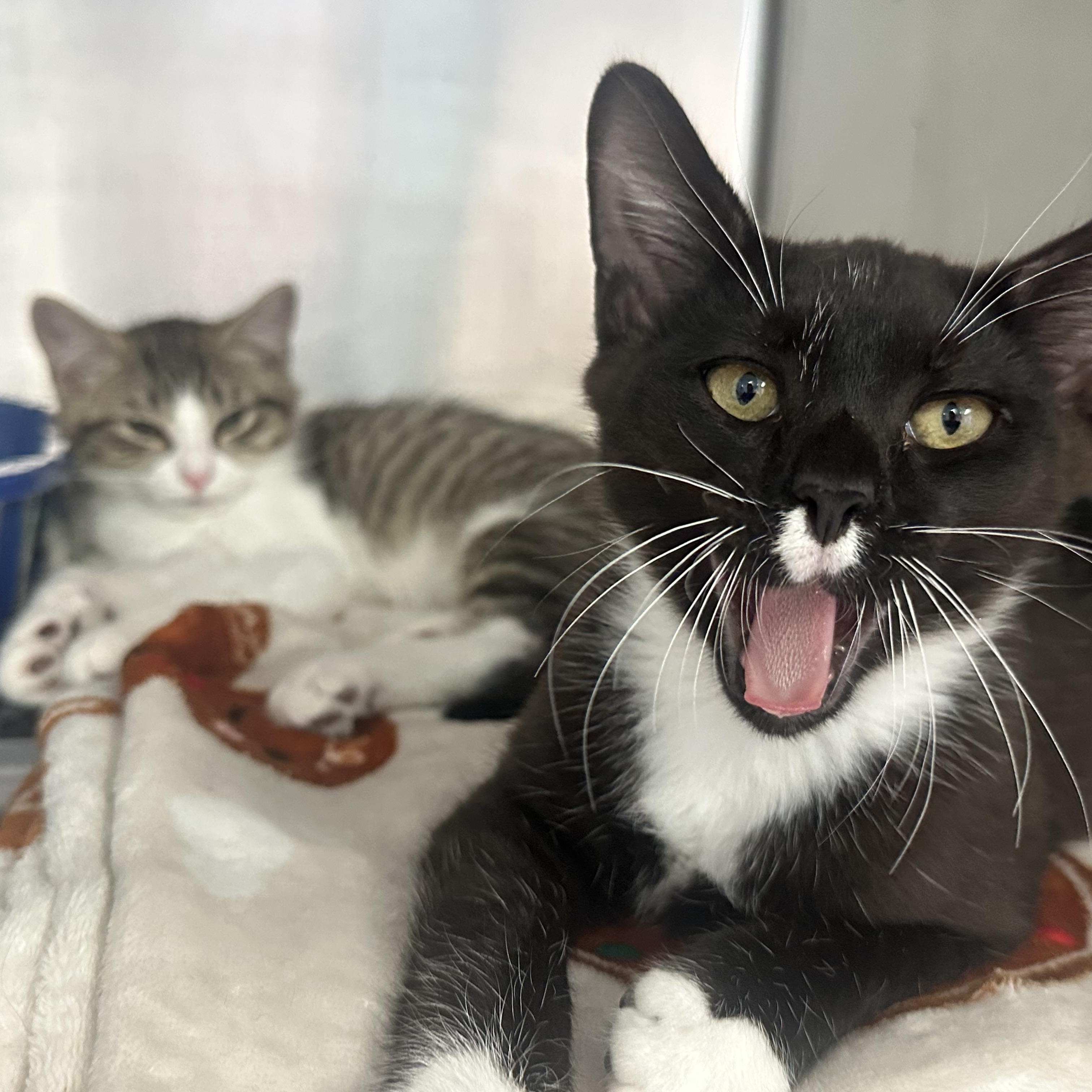 Modelo & Coquito, ADOPTABLE, Kitten Male Domestic Short Hair.