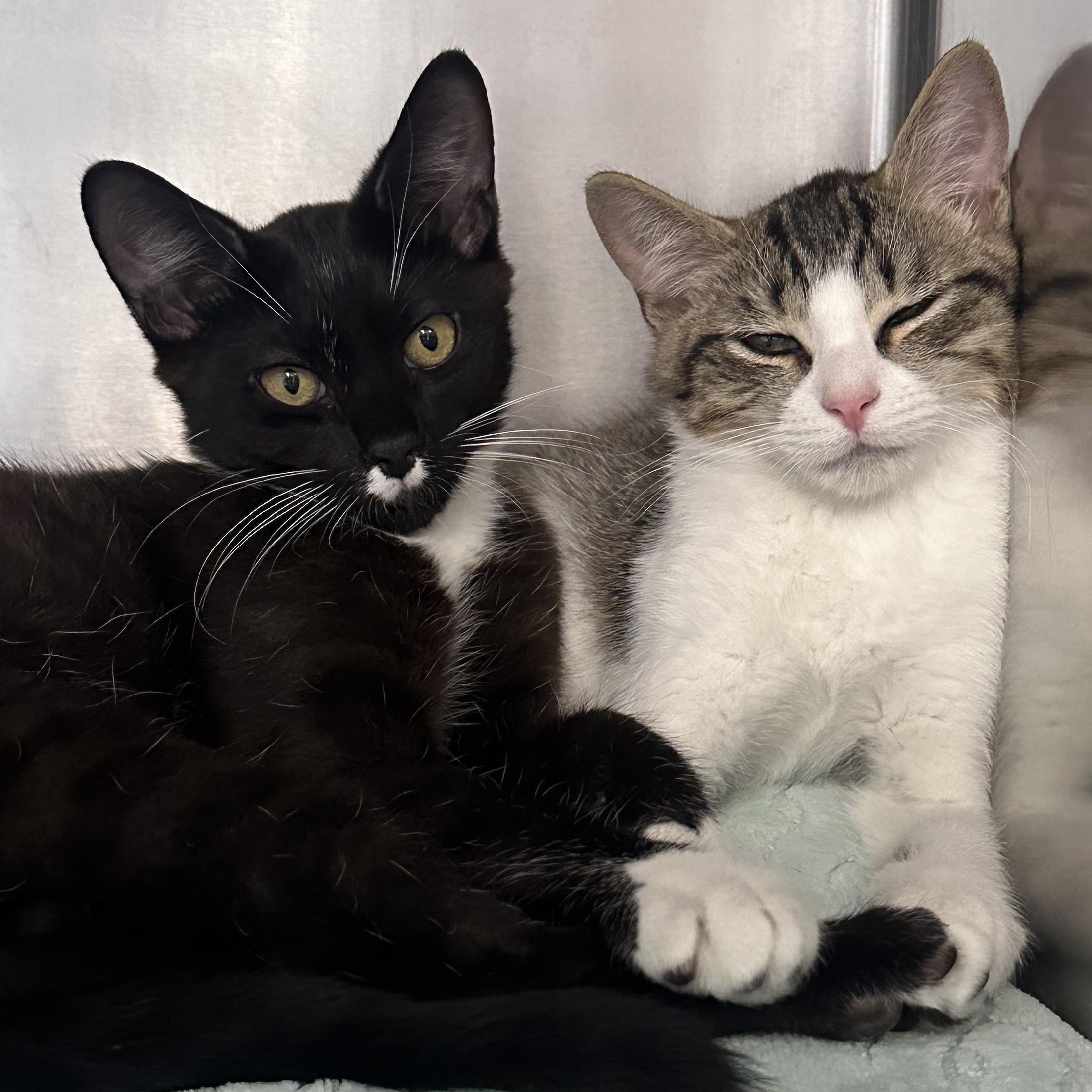 Enlarge Modelo & Coquito, a ADOPTABLE Domestic Short Hair in Clifton, NJ image 6/6