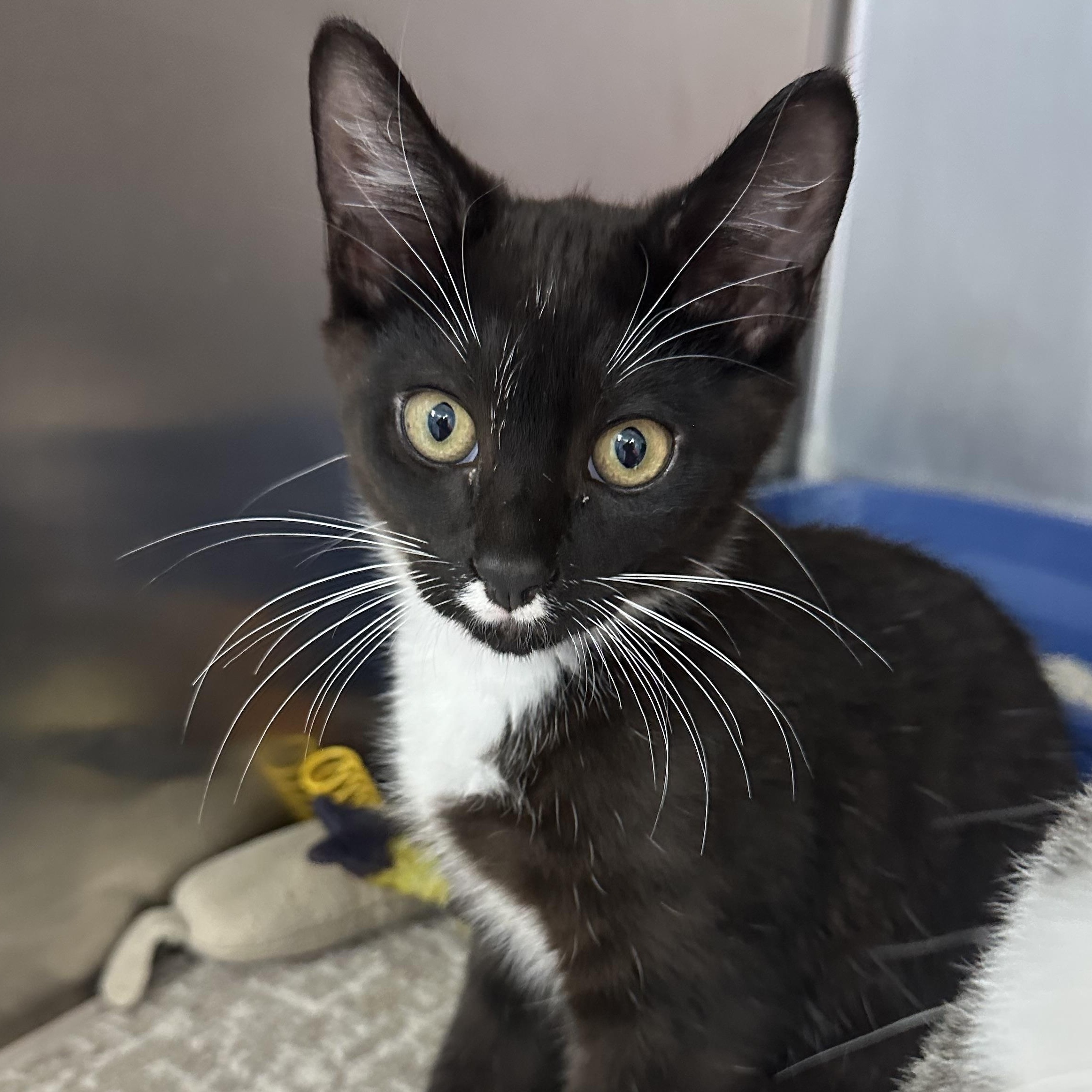 Enlarge Modelo & Coquito, a ADOPTABLE Domestic Short Hair in Clifton, NJ image 2/6