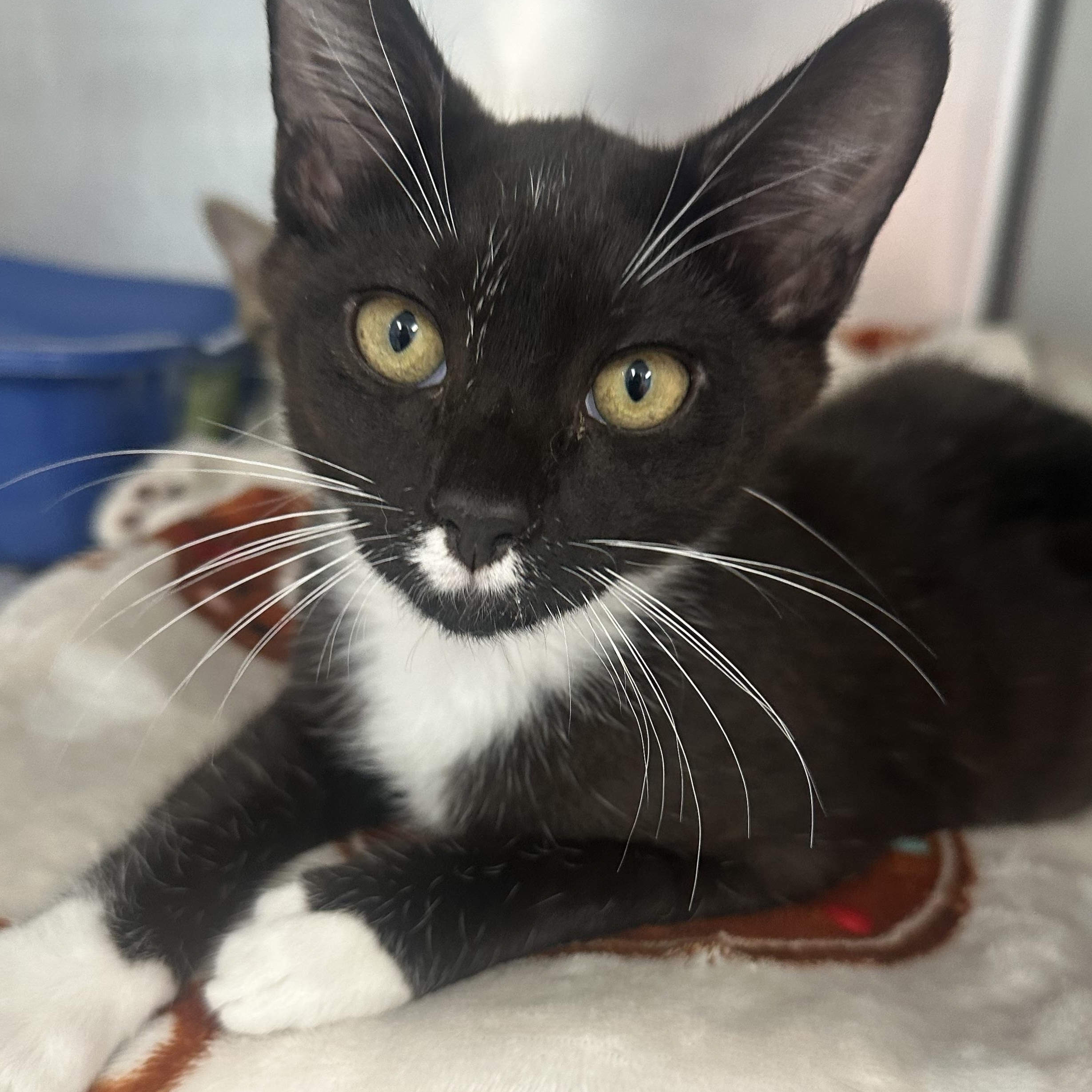 Enlarge Modelo & Coquito, a ADOPTABLE Domestic Short Hair in Clifton, NJ image 4/6