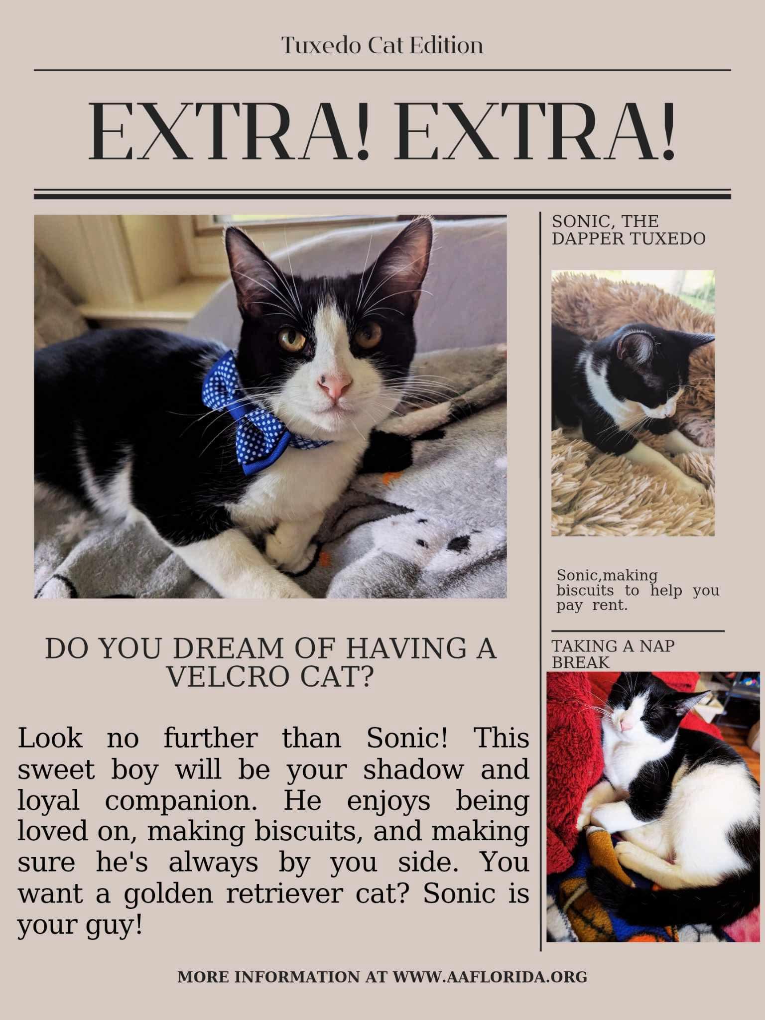 Sonic, Adoptable, Young Male Tuxedo & Domestic Short Hair.