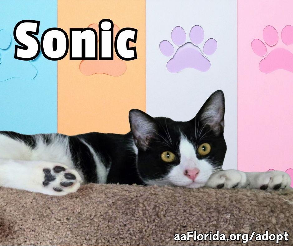 Enlarge Sonic, a Adoptable mixed breed in Pensacola, FL image 3/3