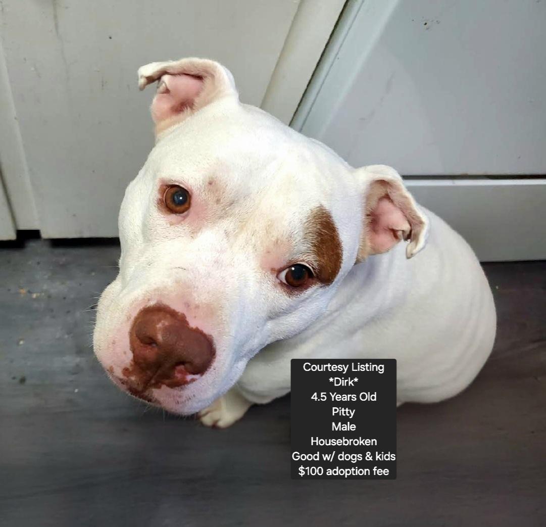 Enlarge *Courtesy Listing* Dirk, a ADOPTABLE Pit Bull Terrier in Oviedo, FL image 1/5