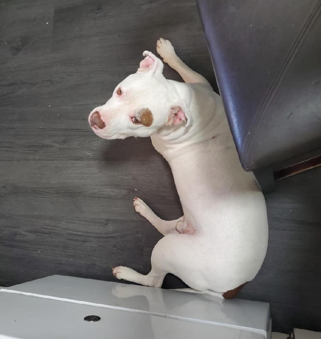 Enlarge *Courtesy Listing* Dirk, a ADOPTABLE Pit Bull Terrier in Oviedo, FL image 4/5