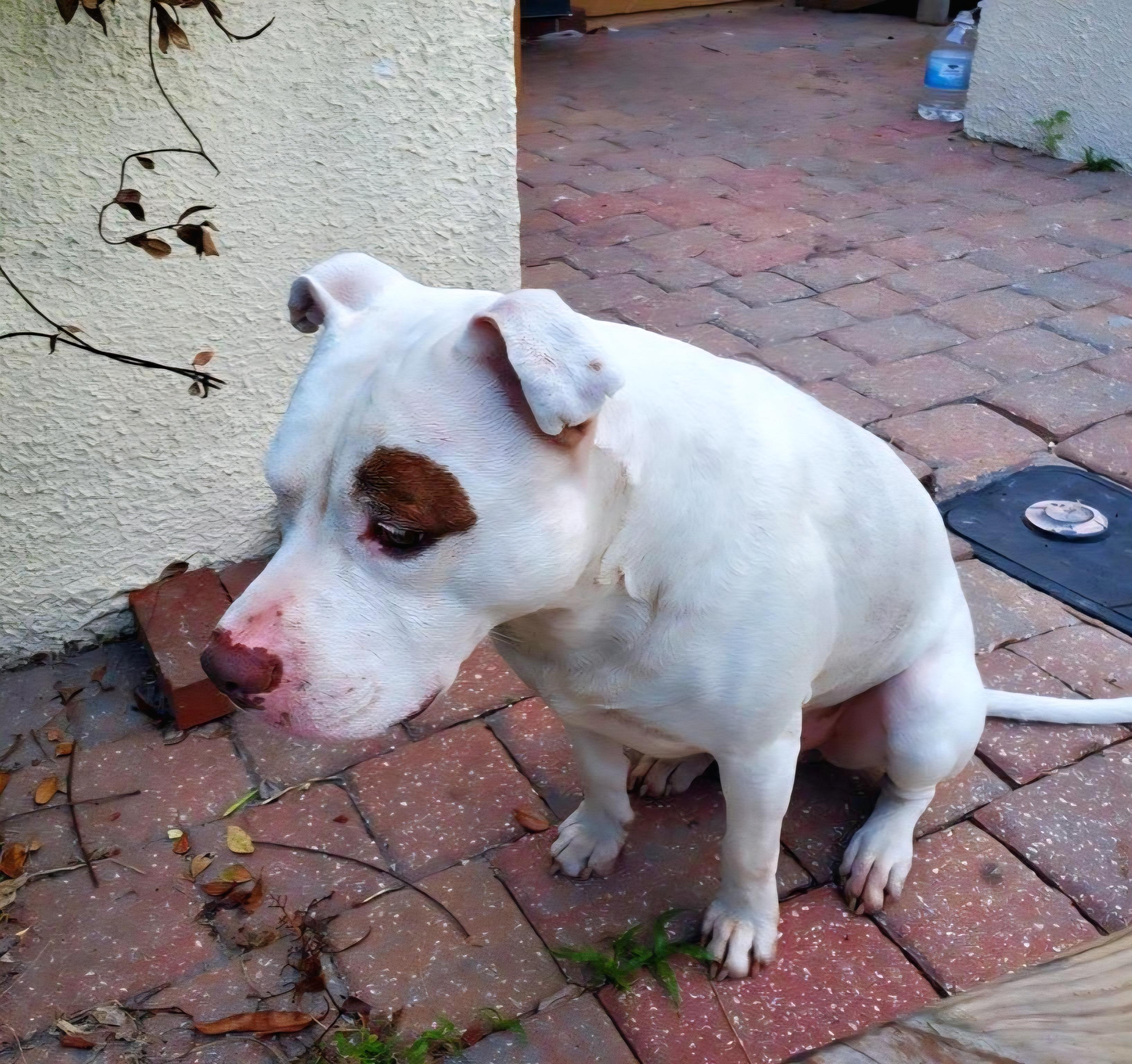 Enlarge *Courtesy Listing* Dirk, a ADOPTABLE Pit Bull Terrier in Oviedo, FL image 5/5