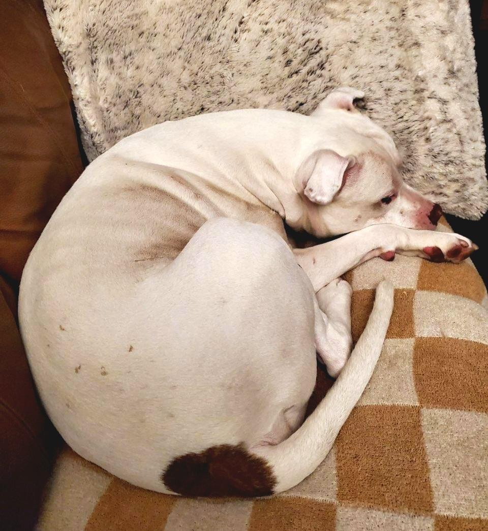 Enlarge *Courtesy Listing* Dirk, a ADOPTABLE Pit Bull Terrier in Oviedo, FL image 3/5