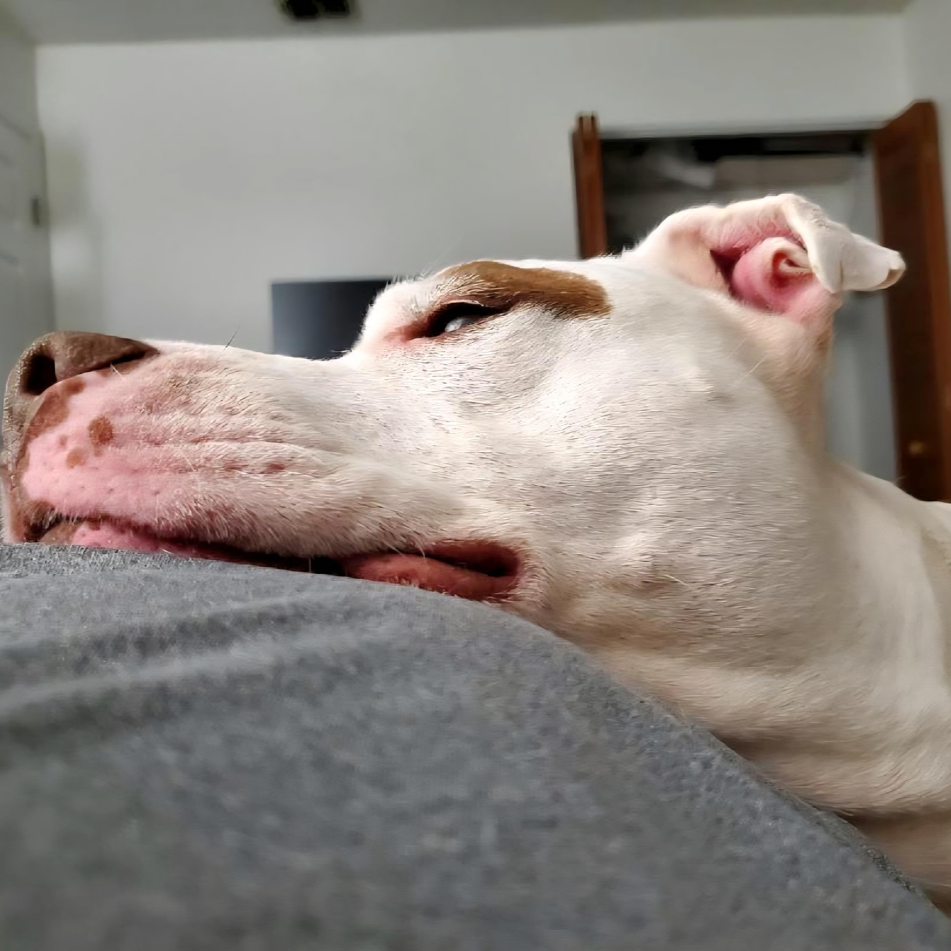 Enlarge *Courtesy Listing* Dirk, a ADOPTABLE Pit Bull Terrier in Oviedo, FL image 2/5