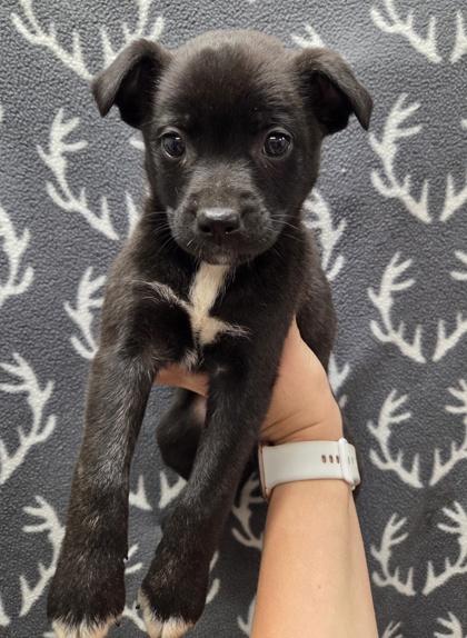 Stormy, Adoptable, Puppy Male Boston Terrier & Mixed Breed.