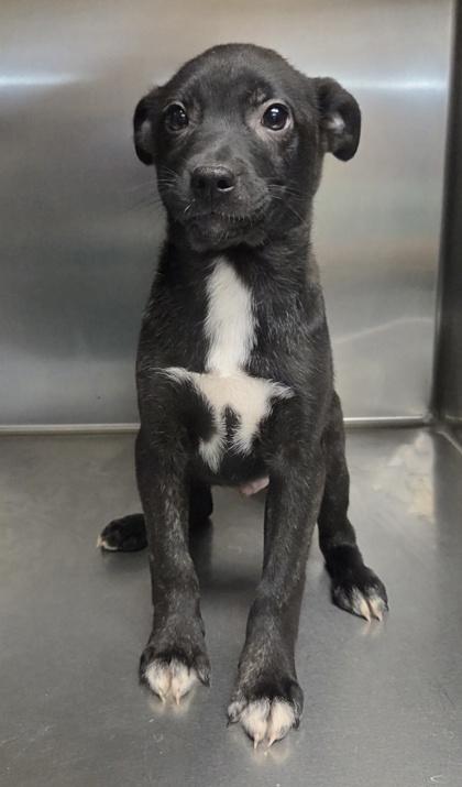 Stormy, Adoptable, Puppy Male Boston Terrier & Mixed Breed.