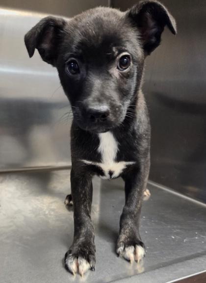 Enlarge Stormy, a Adoptable mixed breed in Malvern, PA image 2/3