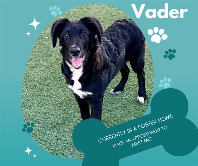 VADER, Adoptable, Young Male Labrador Retriever & Poodle.
