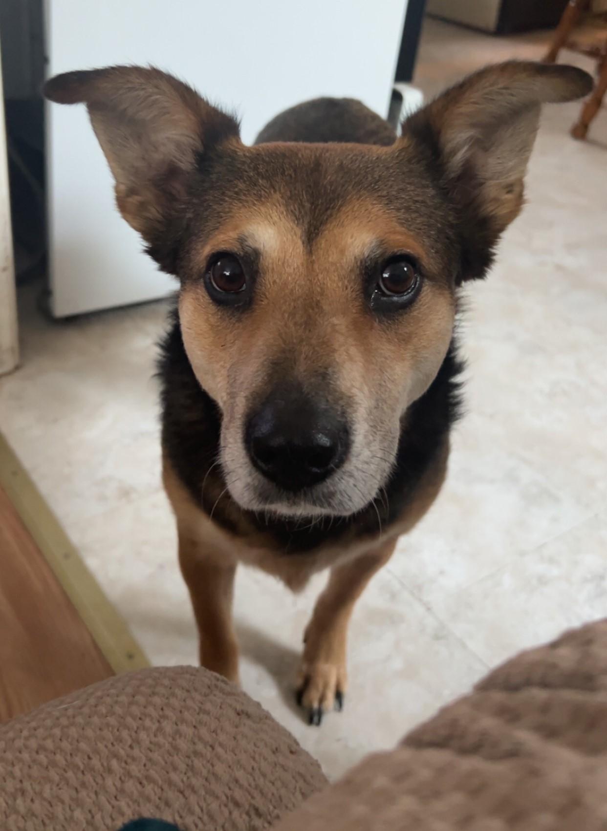 Enlarge Cooper, a ADOPTABLE mixed breed in Gardiner, NY image 3/5