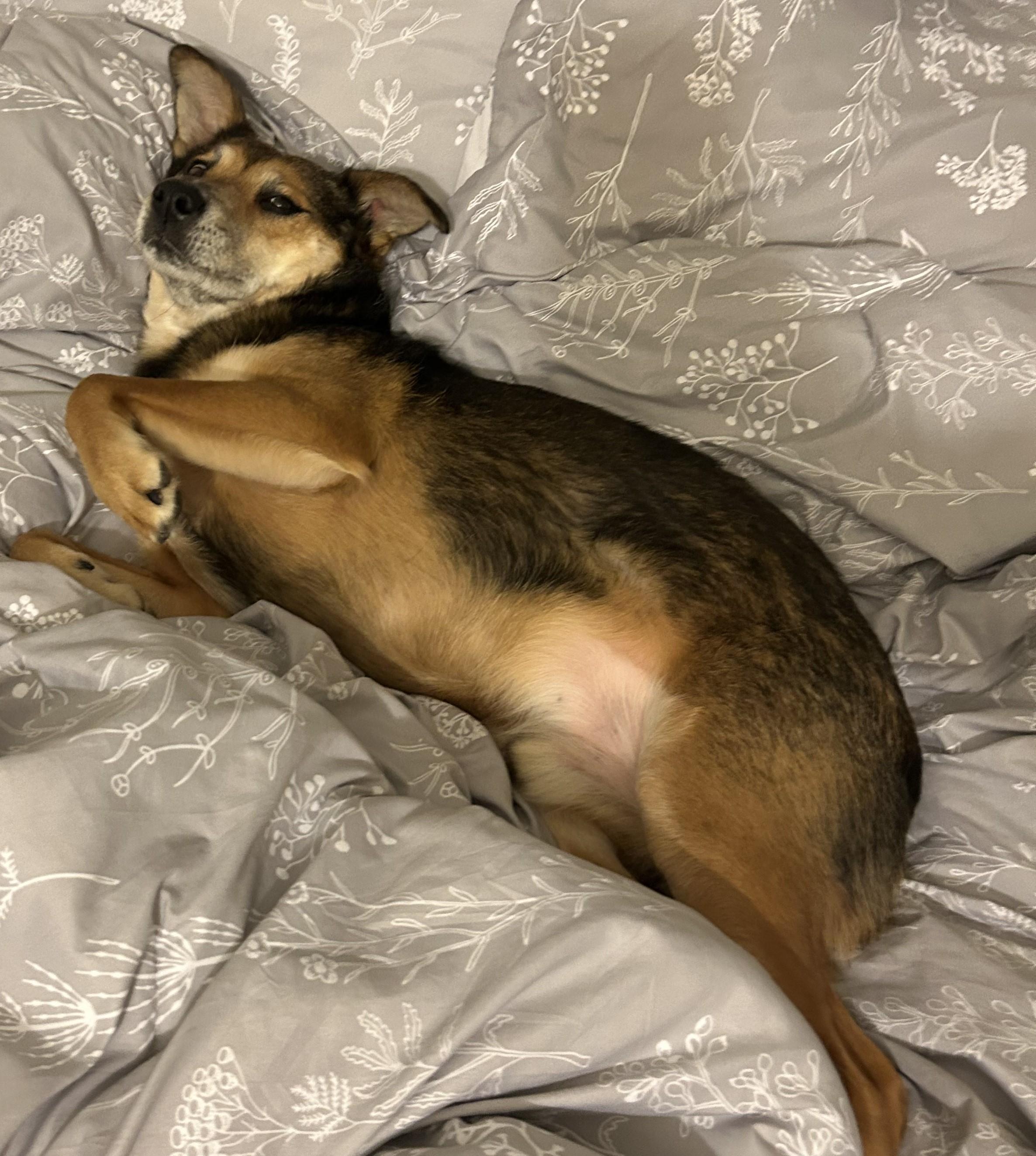 Enlarge Cooper, a ADOPTABLE mixed breed in Gardiner, NY image 4/5