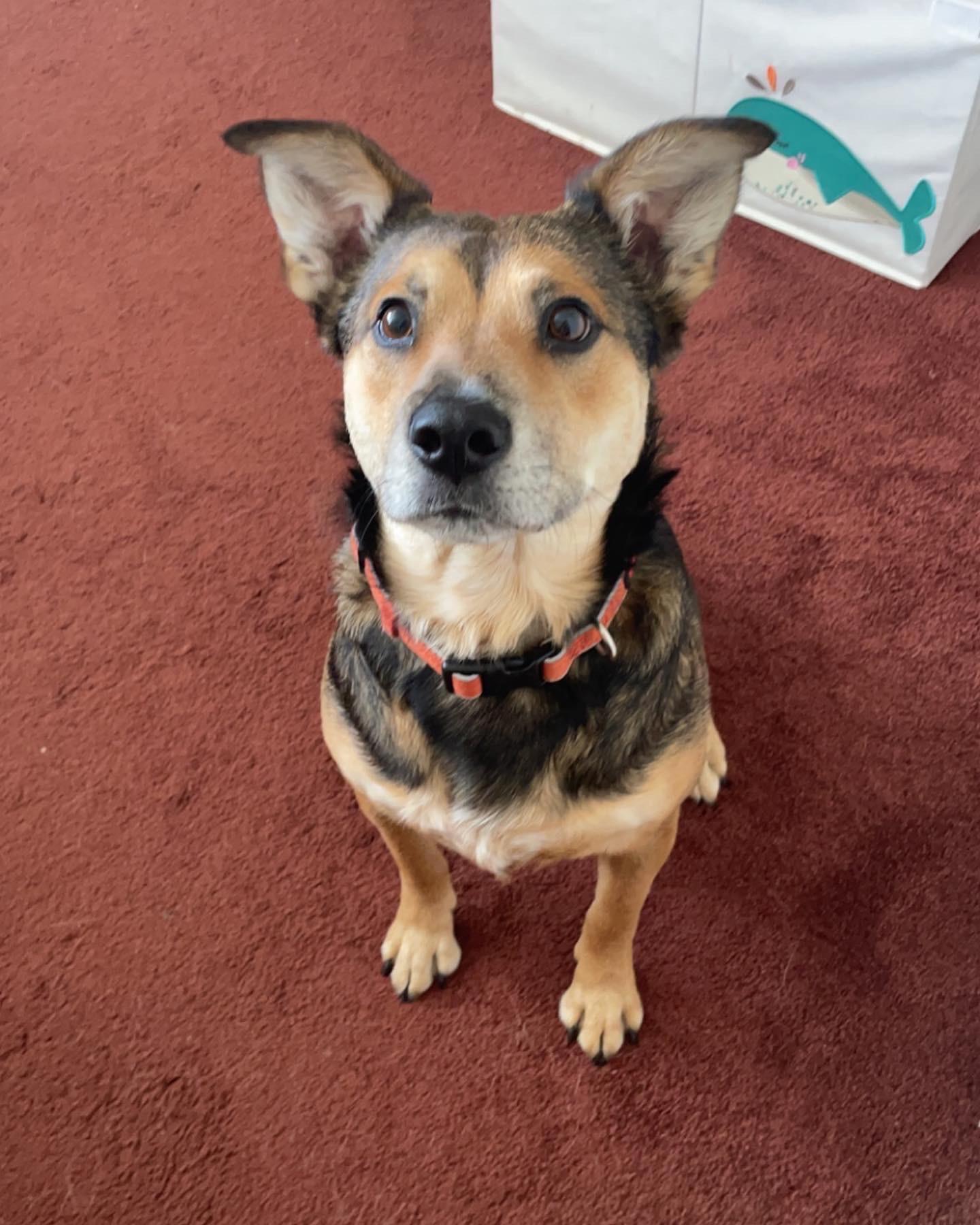 Enlarge Cooper, a ADOPTABLE mixed breed in Gardiner, NY image 5/5