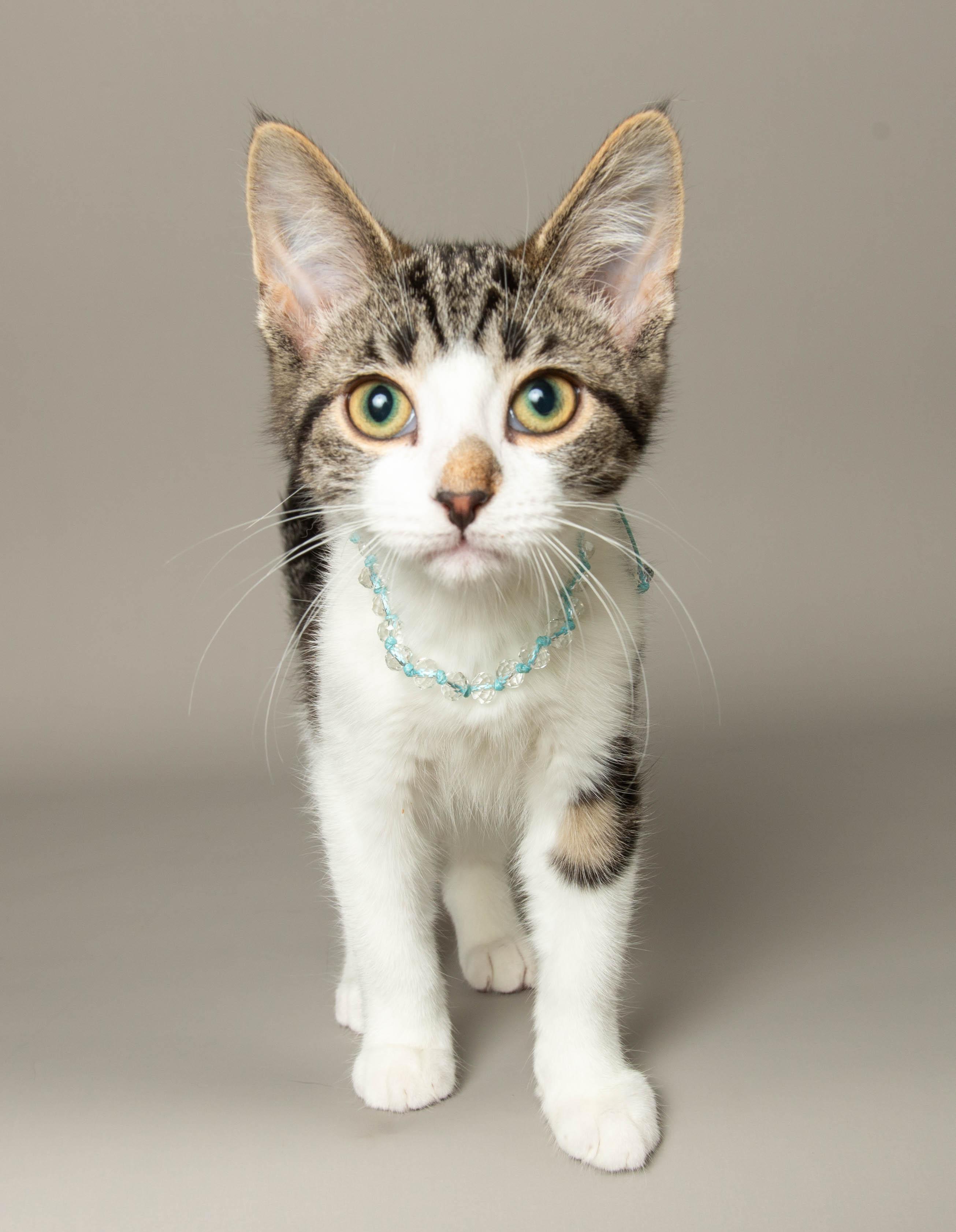 RHIANNON, adopted, Kitten Female Domestic Short Hair.