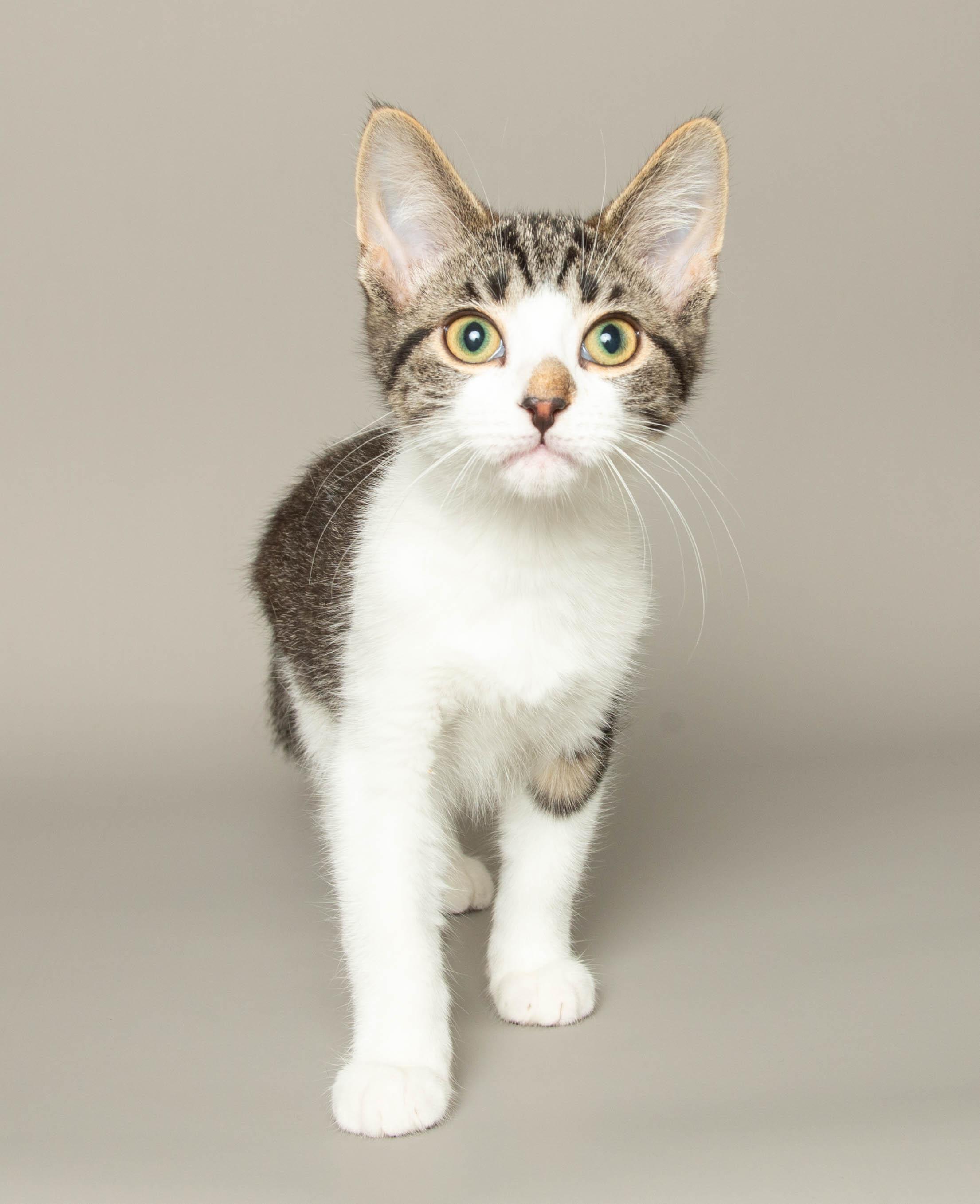 Enlarge RHIANNON, an adopted Domestic Short Hair in Wyandotte, MI image 2/4