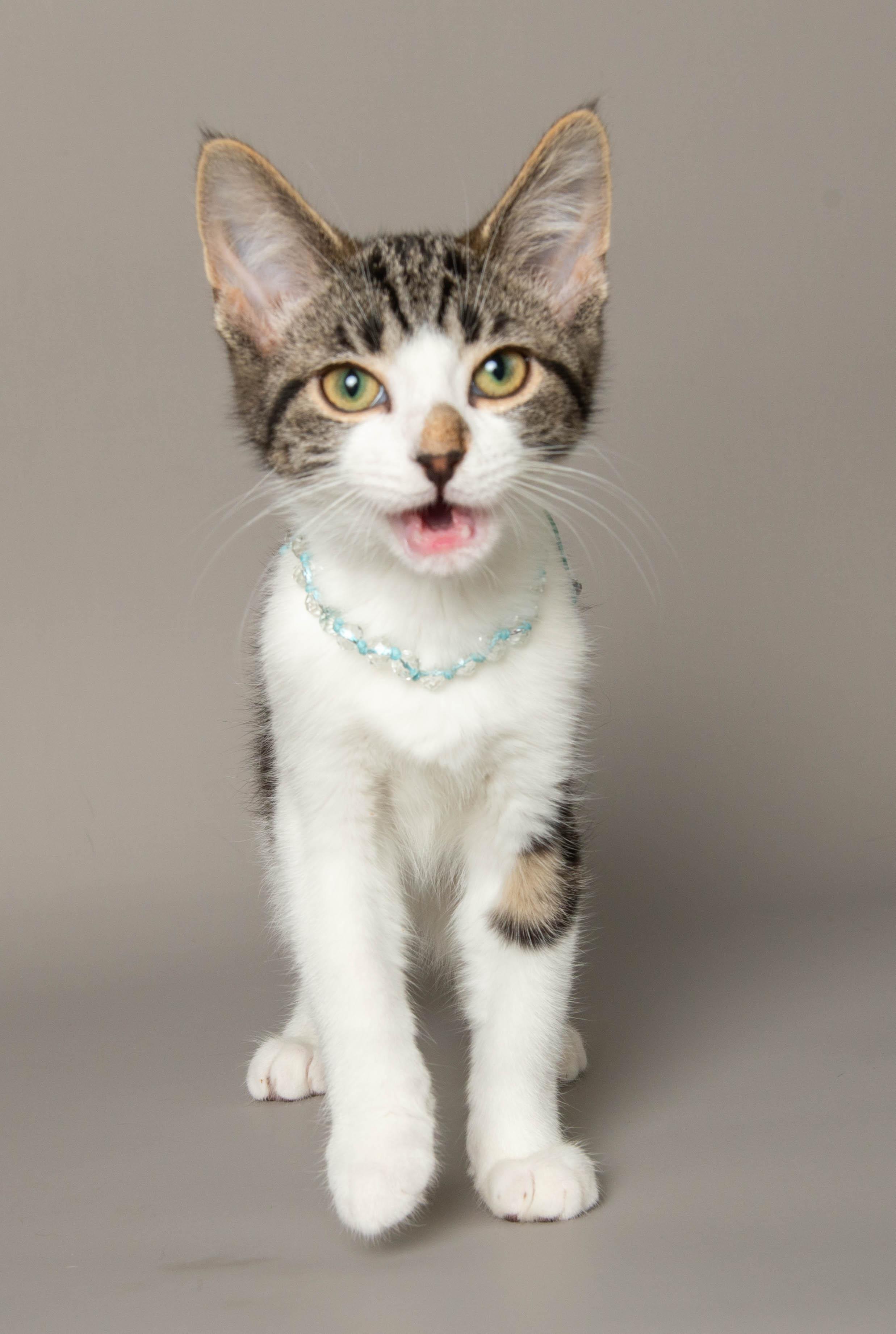 Enlarge RHIANNON, an adopted Domestic Short Hair in Wyandotte, MI image 3/4