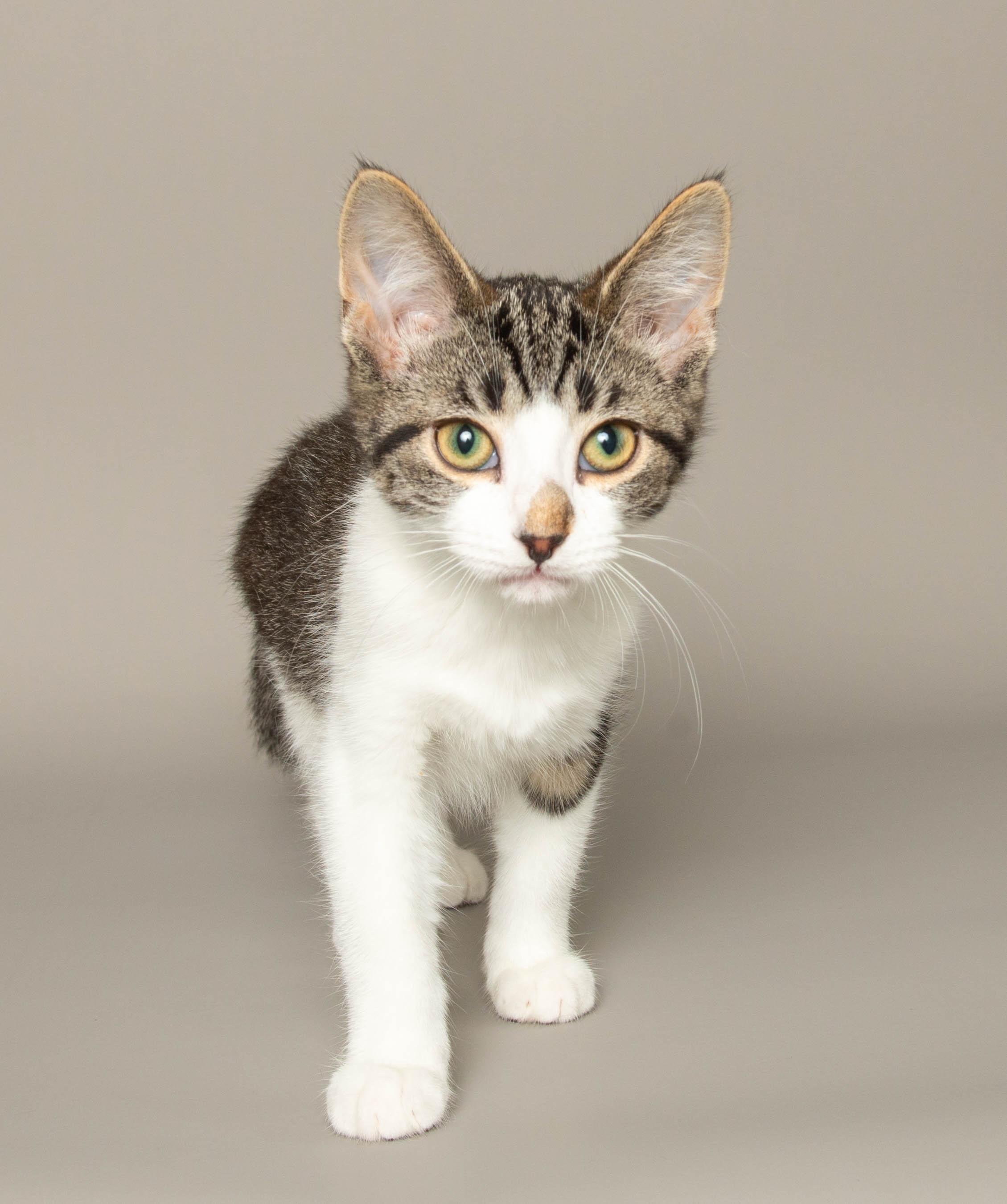 Enlarge RHIANNON, an adopted Domestic Short Hair in Wyandotte, MI image 4/4