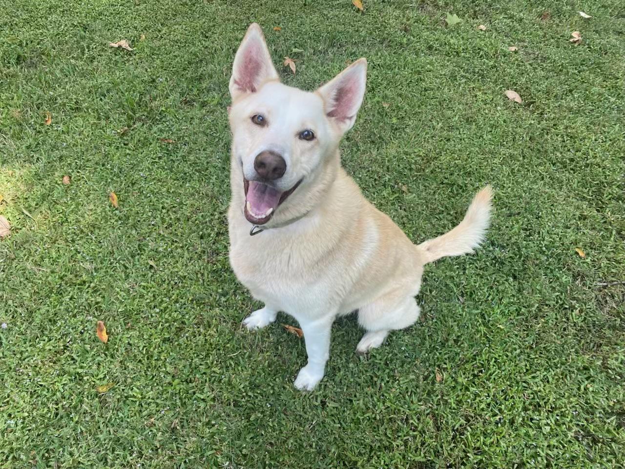 Enlarge NOVA, a Adoptable mixed breed in Kingwood, TX image 1/1