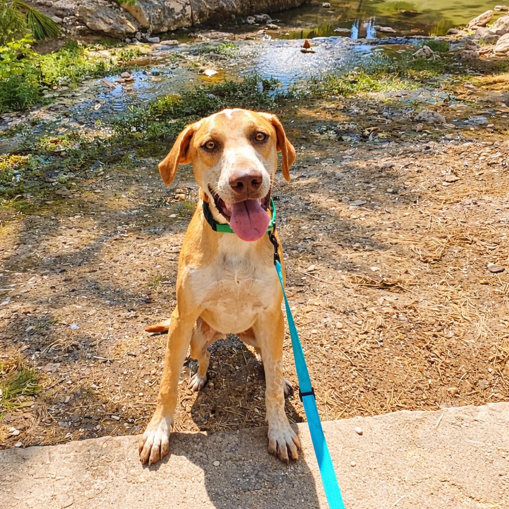 Paco, an adopted mixed breed in Seguin, TX image 5/6