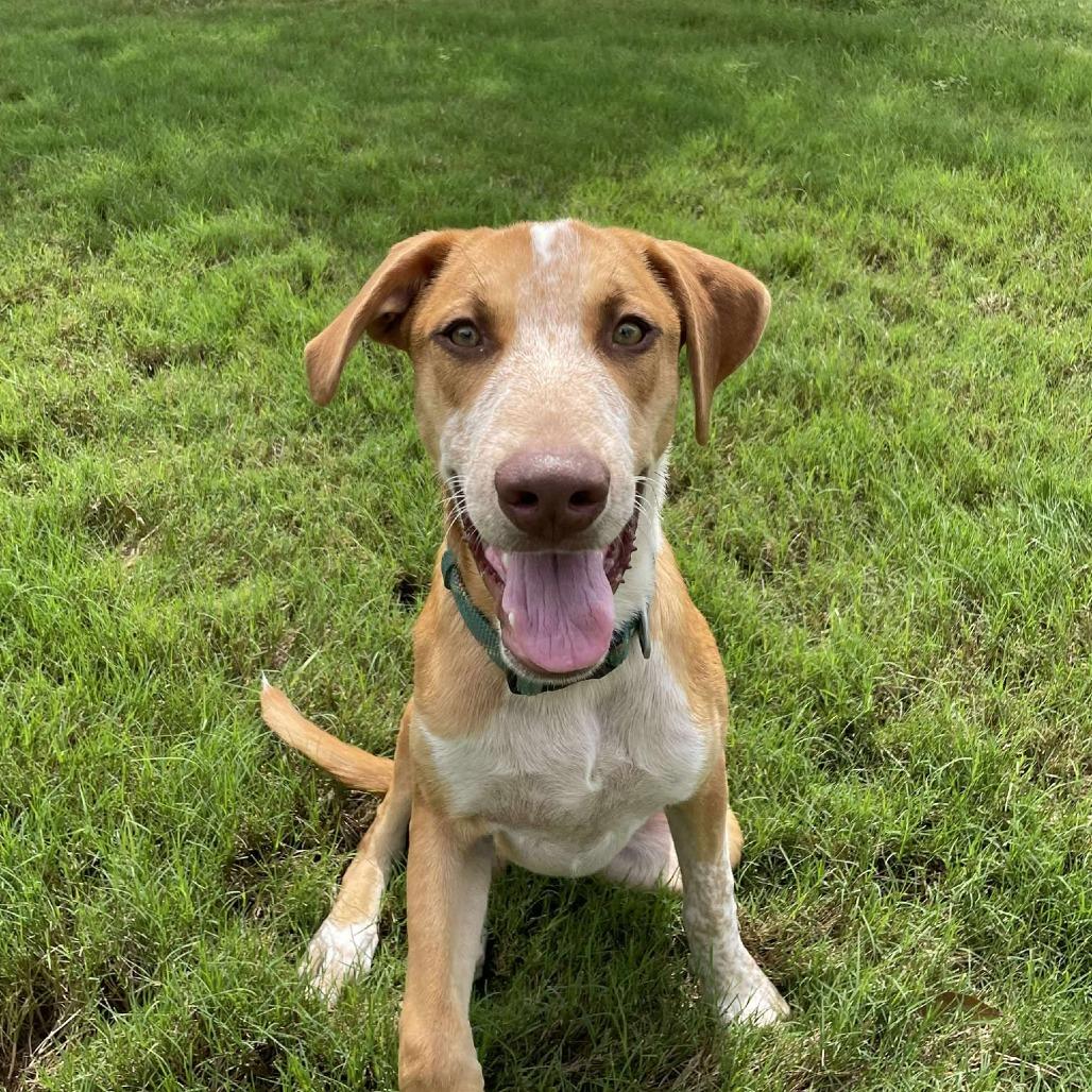 Paco, an adopted mixed breed in Seguin, TX image 1/6