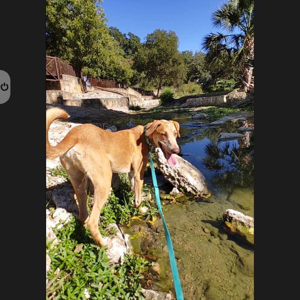 Paco, an adopted mixed breed in Seguin, TX image 4/6