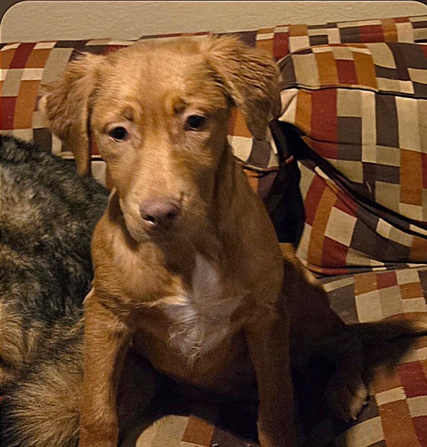 Rolly, an adopted mixed breed in Liberty Center, OH image 1/2