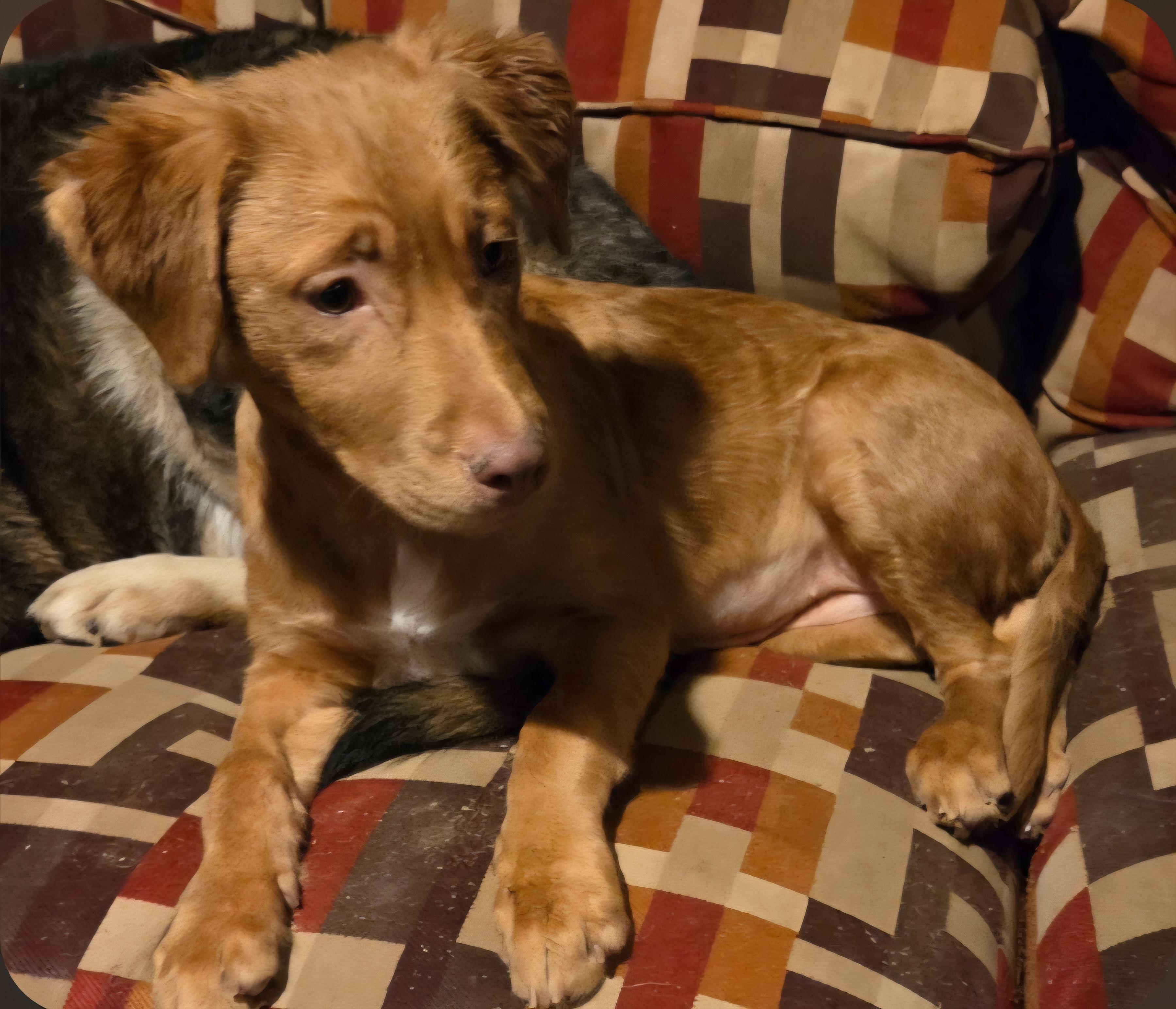 Rolly, an adopted mixed breed in Liberty Center, OH image 2/2
