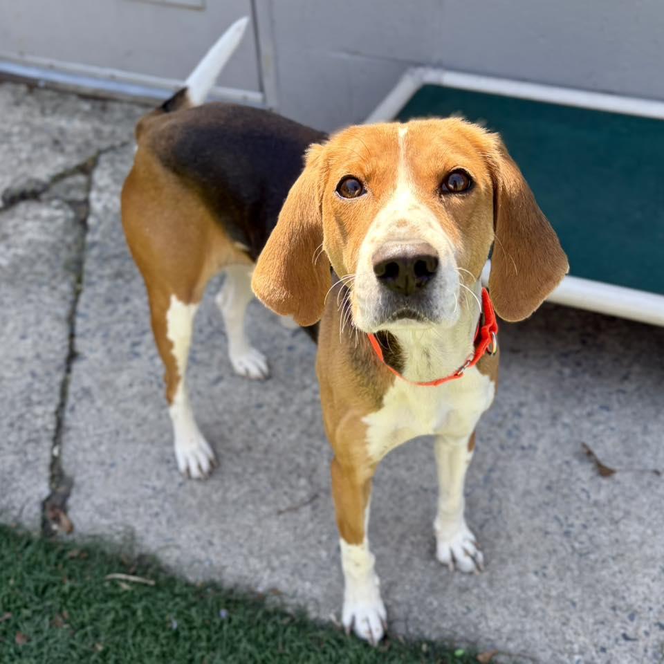 Enlarge Dolly, an adopted mixed breed in Whitehall, PA image 3/4